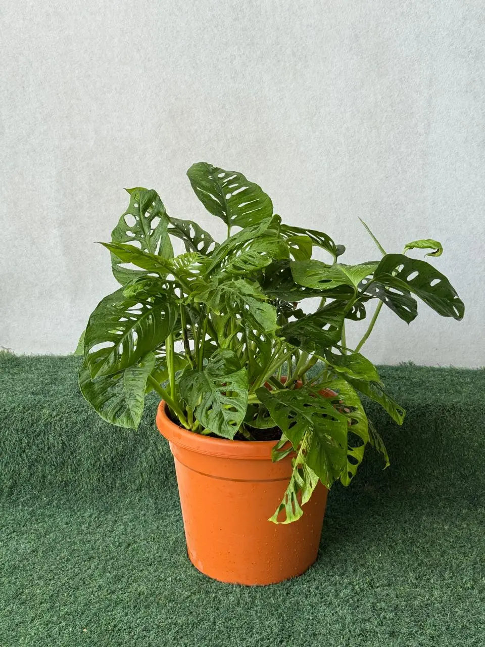 Monkey Monstera Big - Bushy