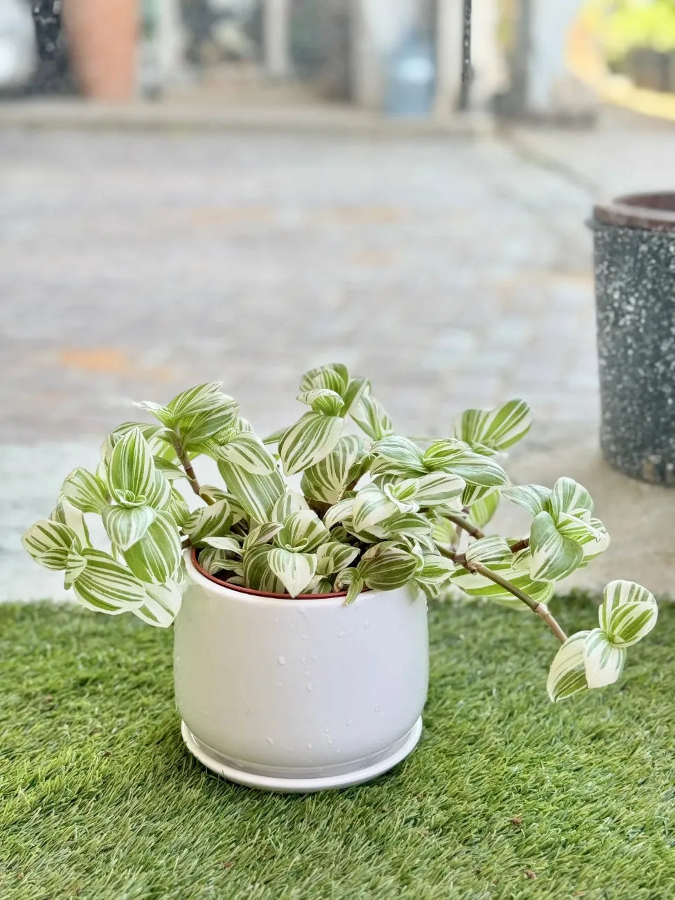 Tradescantia Nanouk in a white ceramic pot, vibrant colorful trailing plant for modern interiors in Dubai.