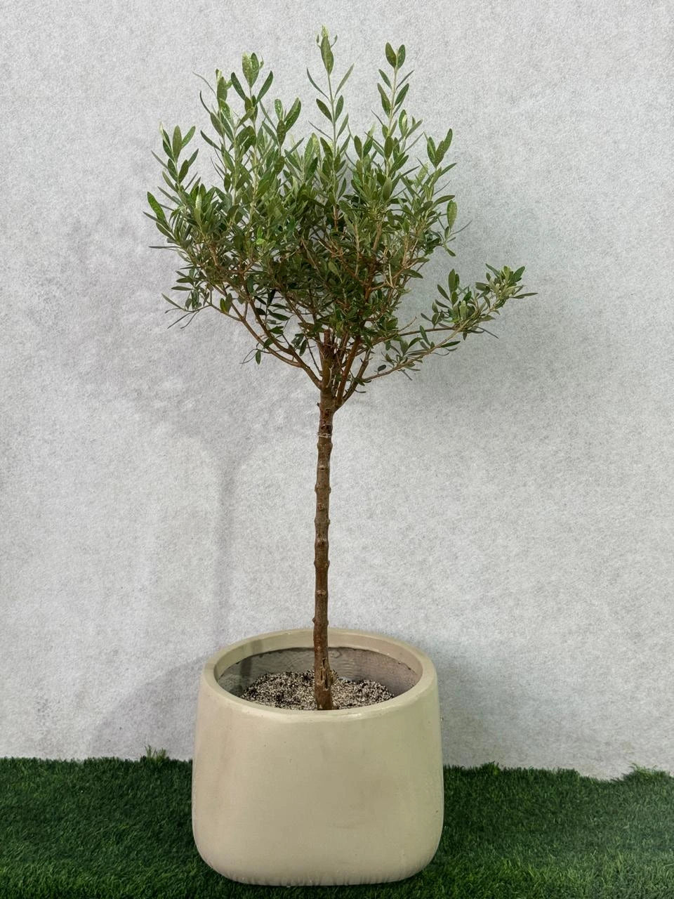 Beautiful Olive Tree in a modern beige fiber pot, bringing Mediterranean charm to Dubai homes.