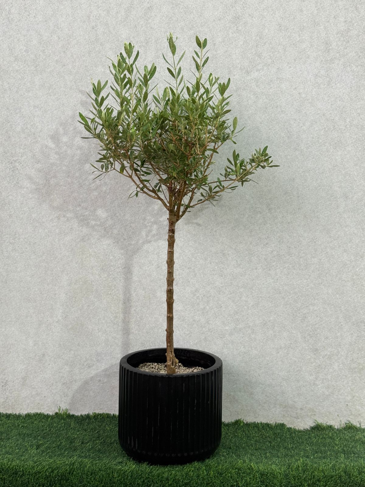Majestic Olive Tree in a sleek black fiber pot, adding timeless elegance to homes in Dubai.