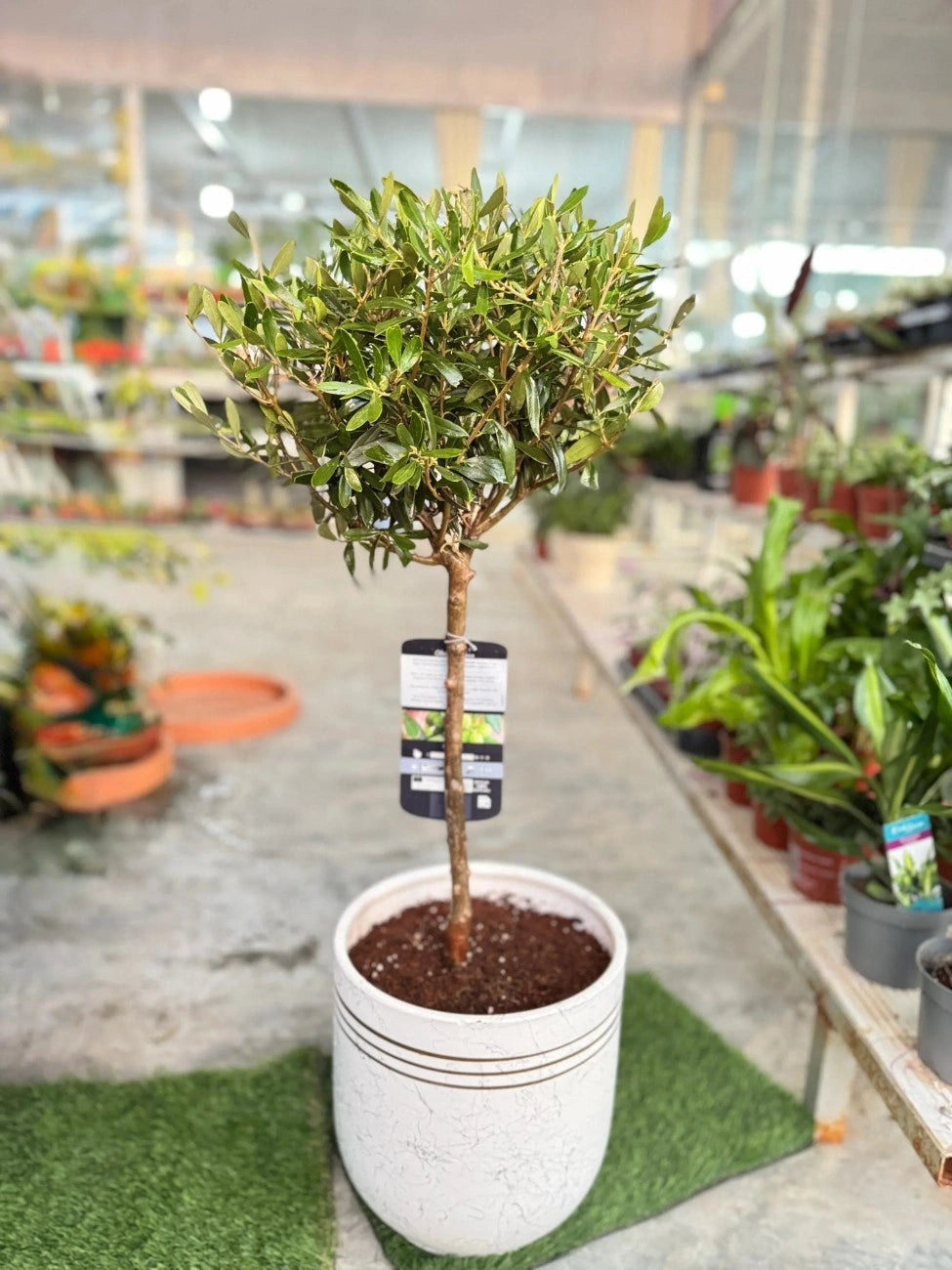 Hardy Olive Tree in a Decorative Pot, elegant indoor/outdoor plant for Mediterranean charm in Dubai.