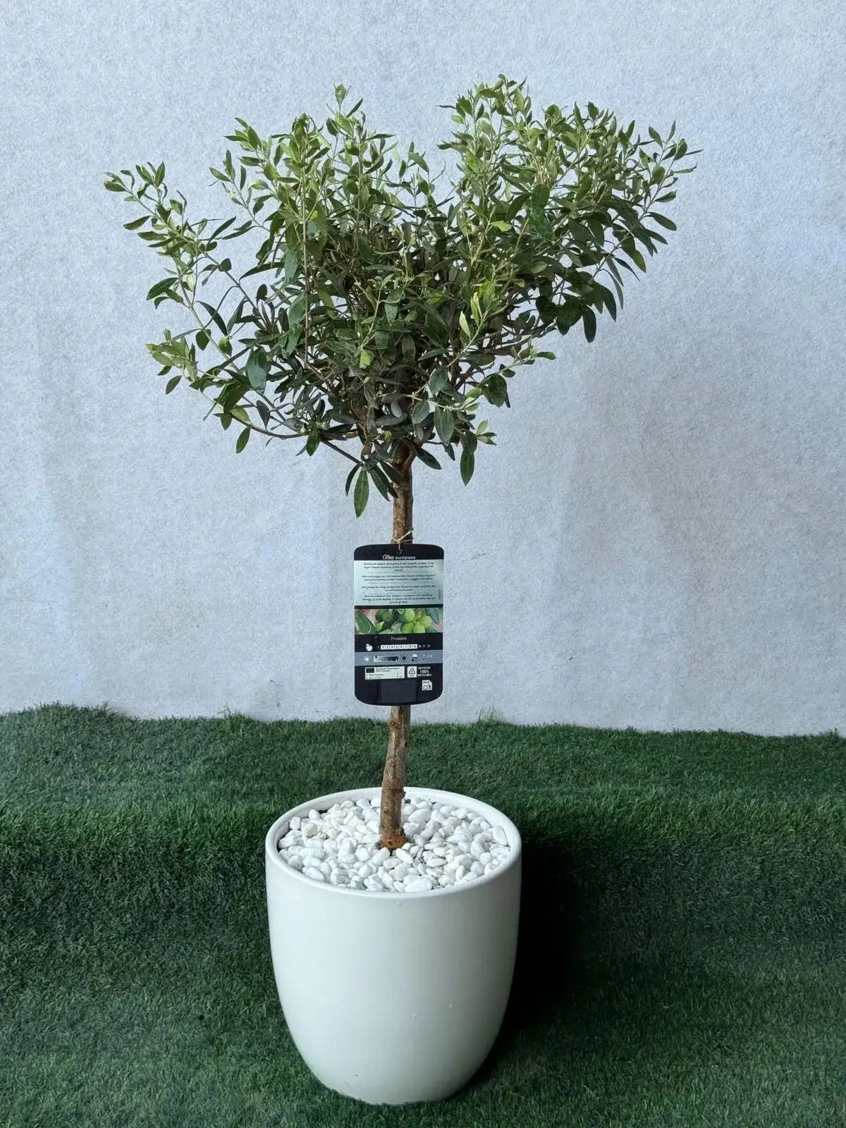 Elegant Olive Tree in a white ceramic pot with white pebbles, bringing a timeless Mediterranean vibe to Dubai.