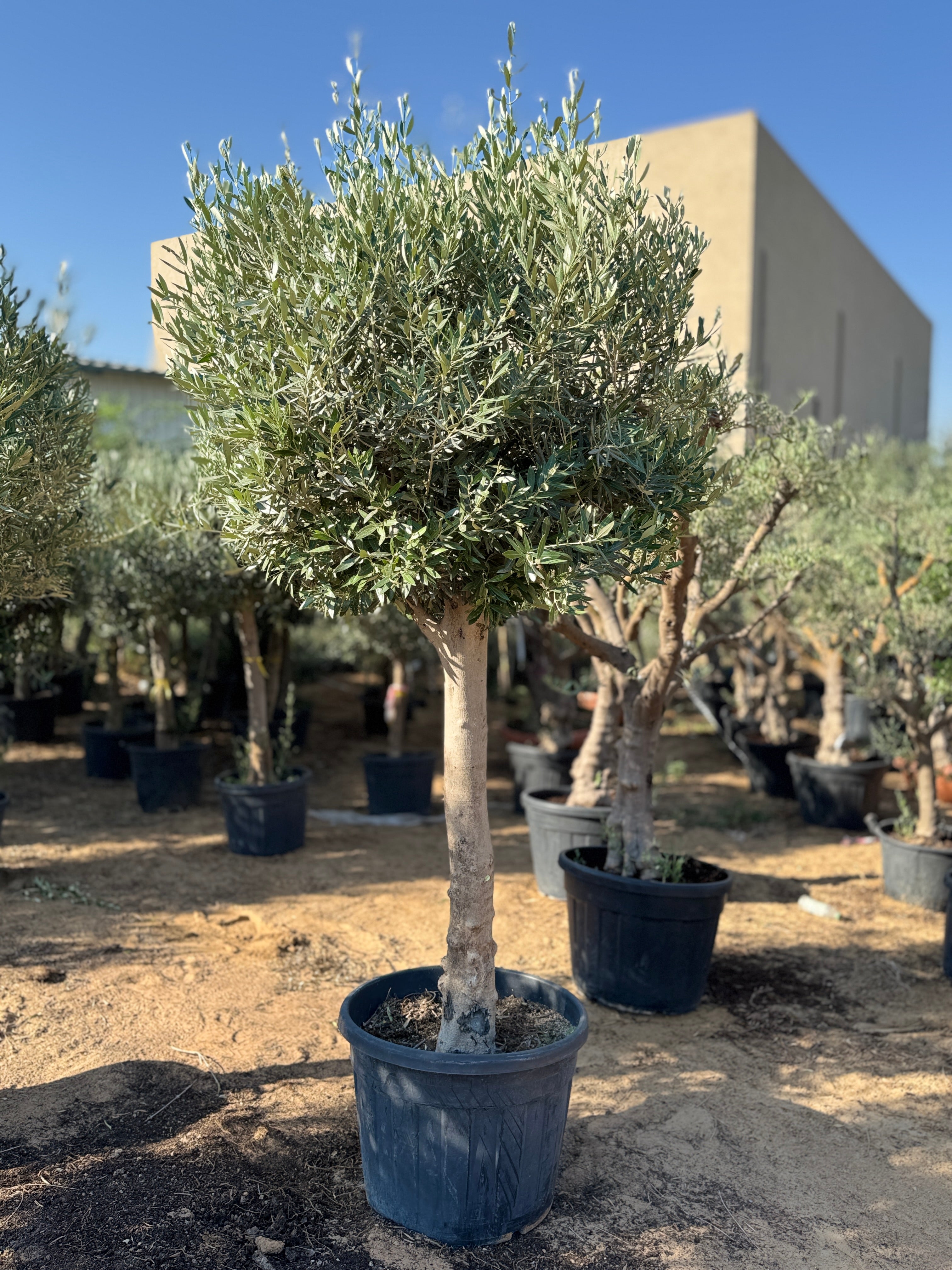 2M Olive Tree – Hardy, Drought-Tolerant Outdoor Tree for Gardens