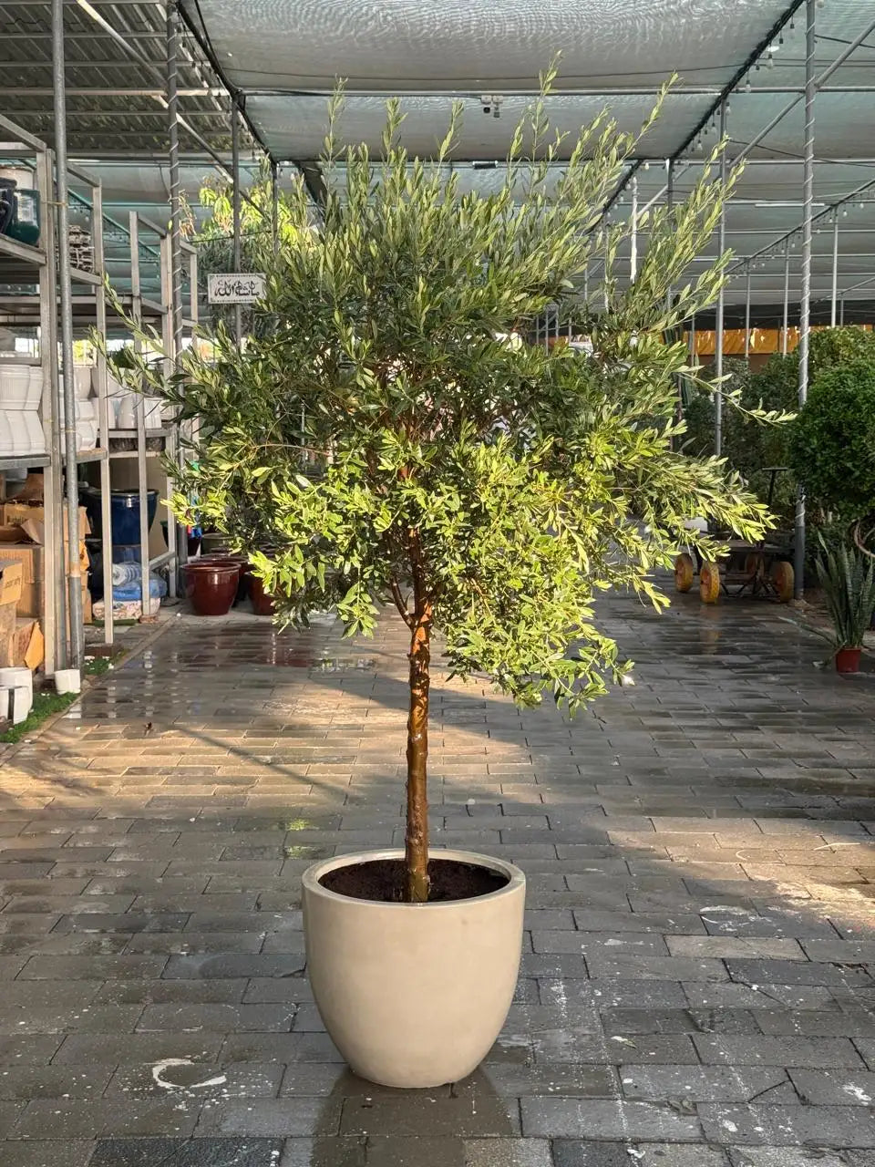 Olive Tree - Luxury Fiber Pot