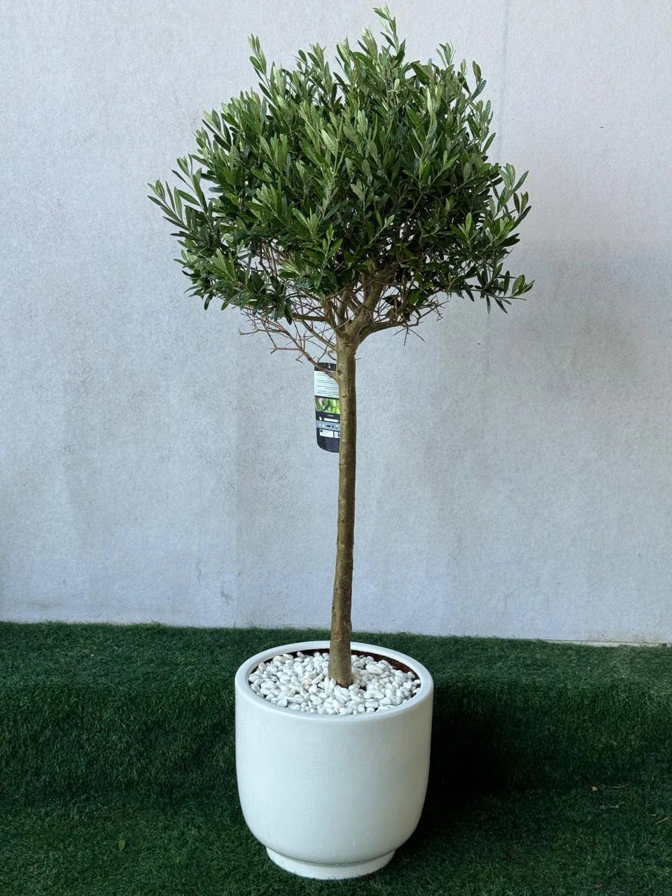 Olive Tree - Ceramic Pot