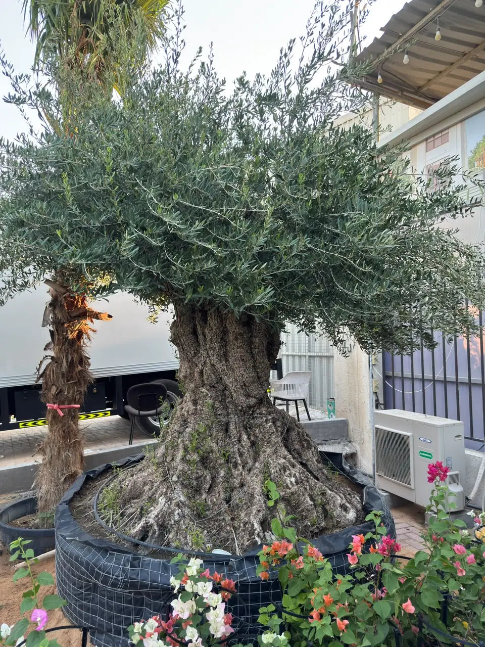 Ancient Olive Tree with Thick Trunk – Premium Mature Olive Tree