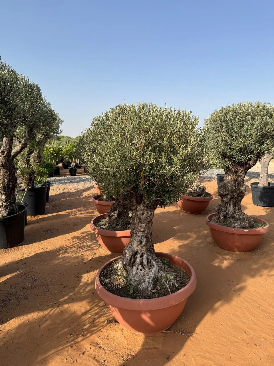 Olive Tree Old Trunk