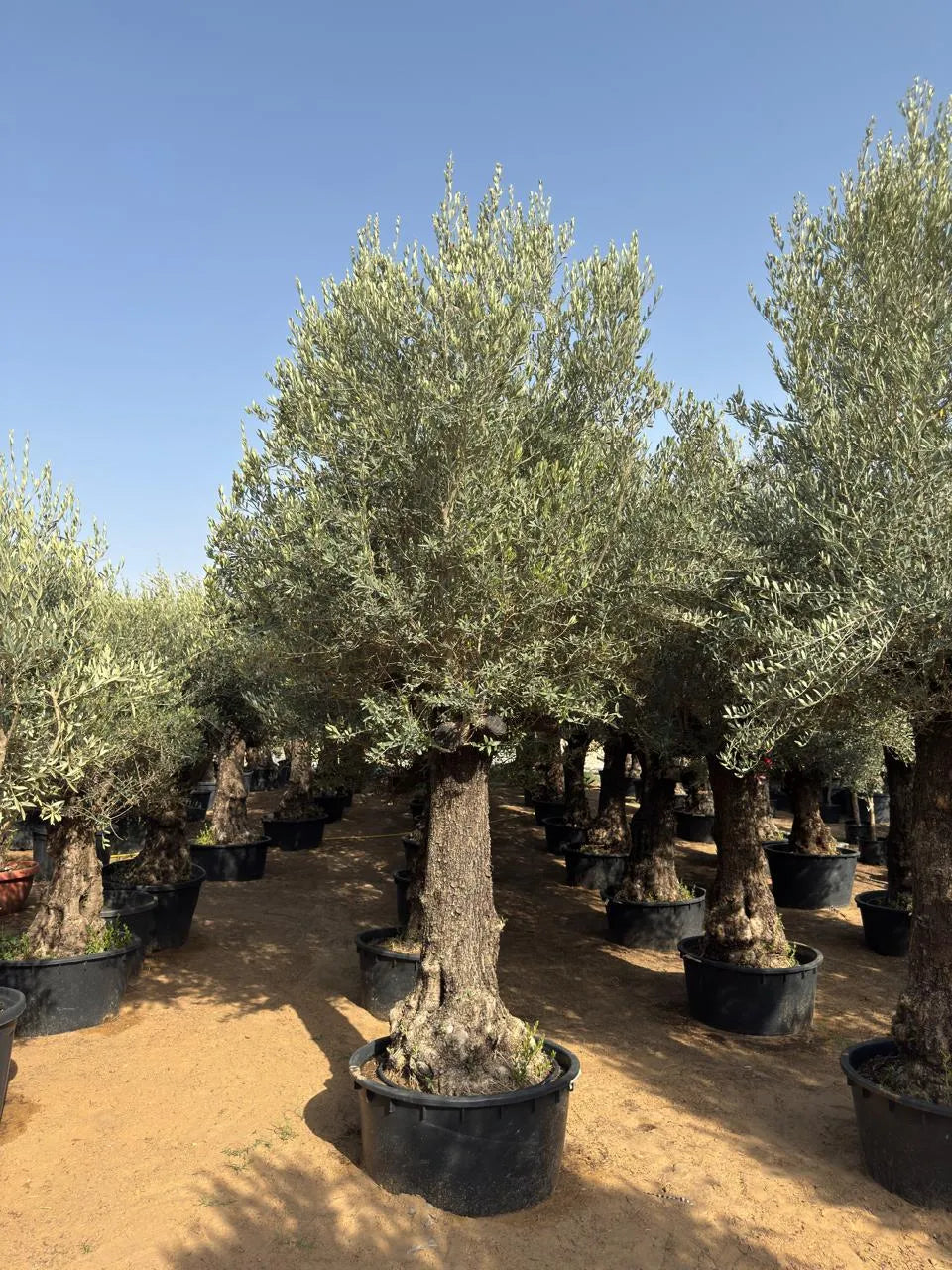 Tall Olive Tree Old Trunk