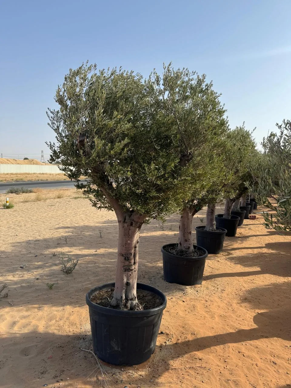 Olive Tree - Thick Trunk