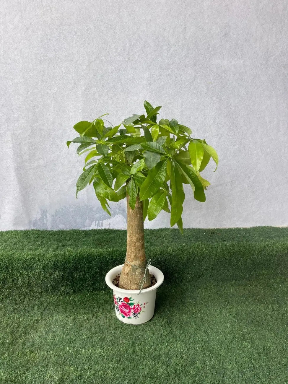 Pachira Aquatica (Money Tree), elegant 80-90cm indoor plant and symbol of good fortune in Dubai.