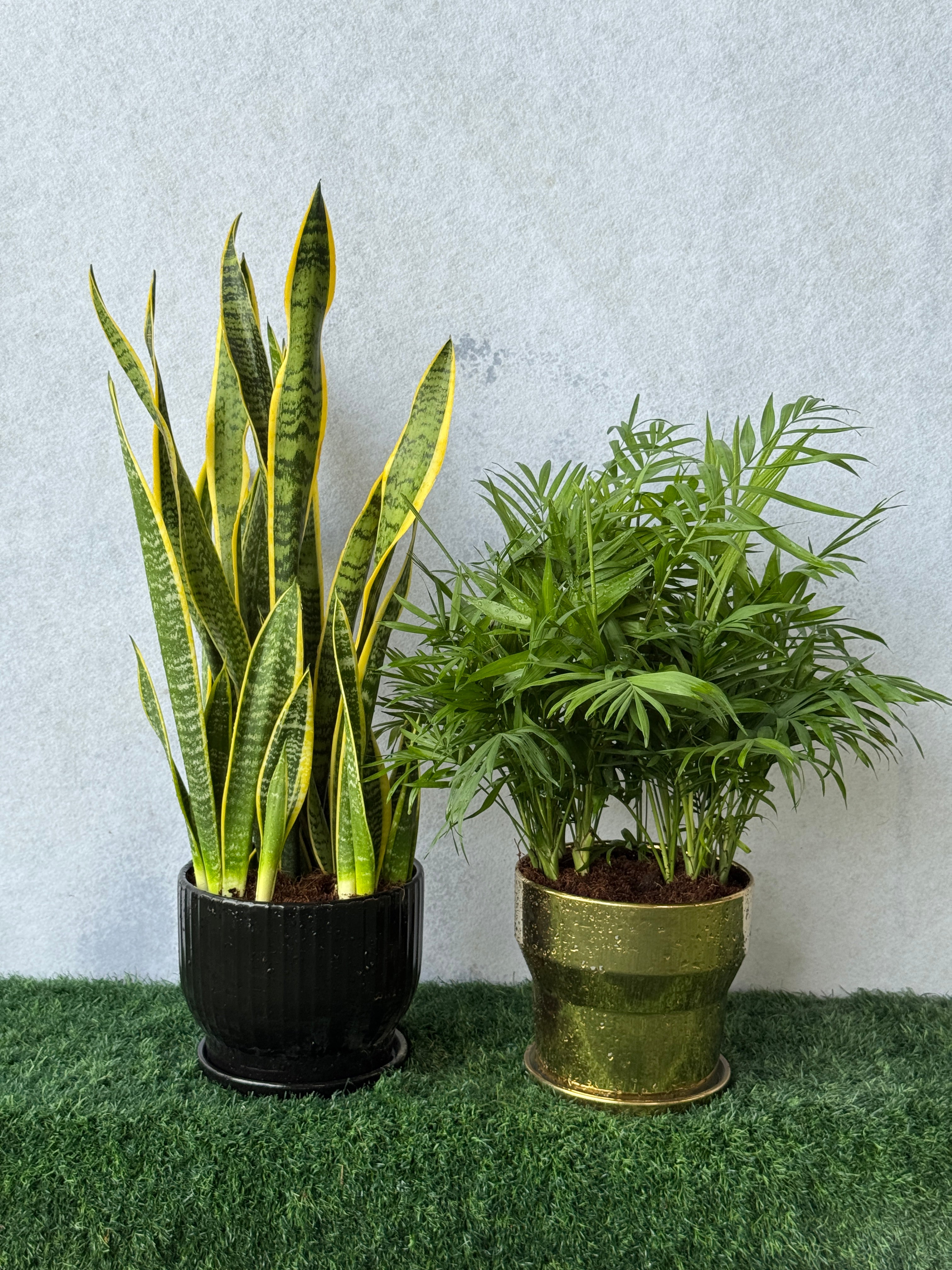Snake Plant & Parlor Palm Bundle
