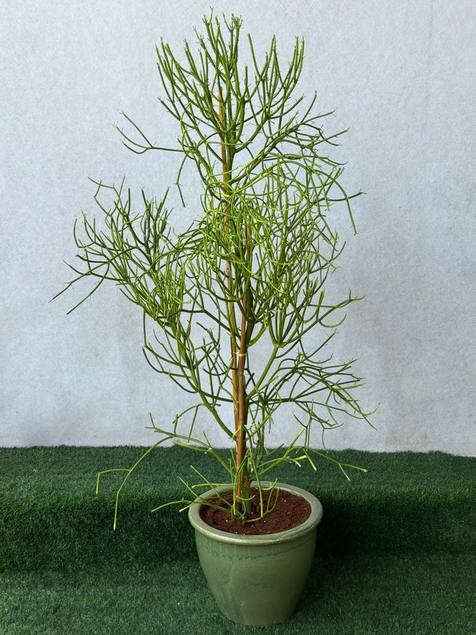 Pencil Cactus (Euphorbia Tirucalli) – Tall Indoor Outdoor Plant in Decorative Pot