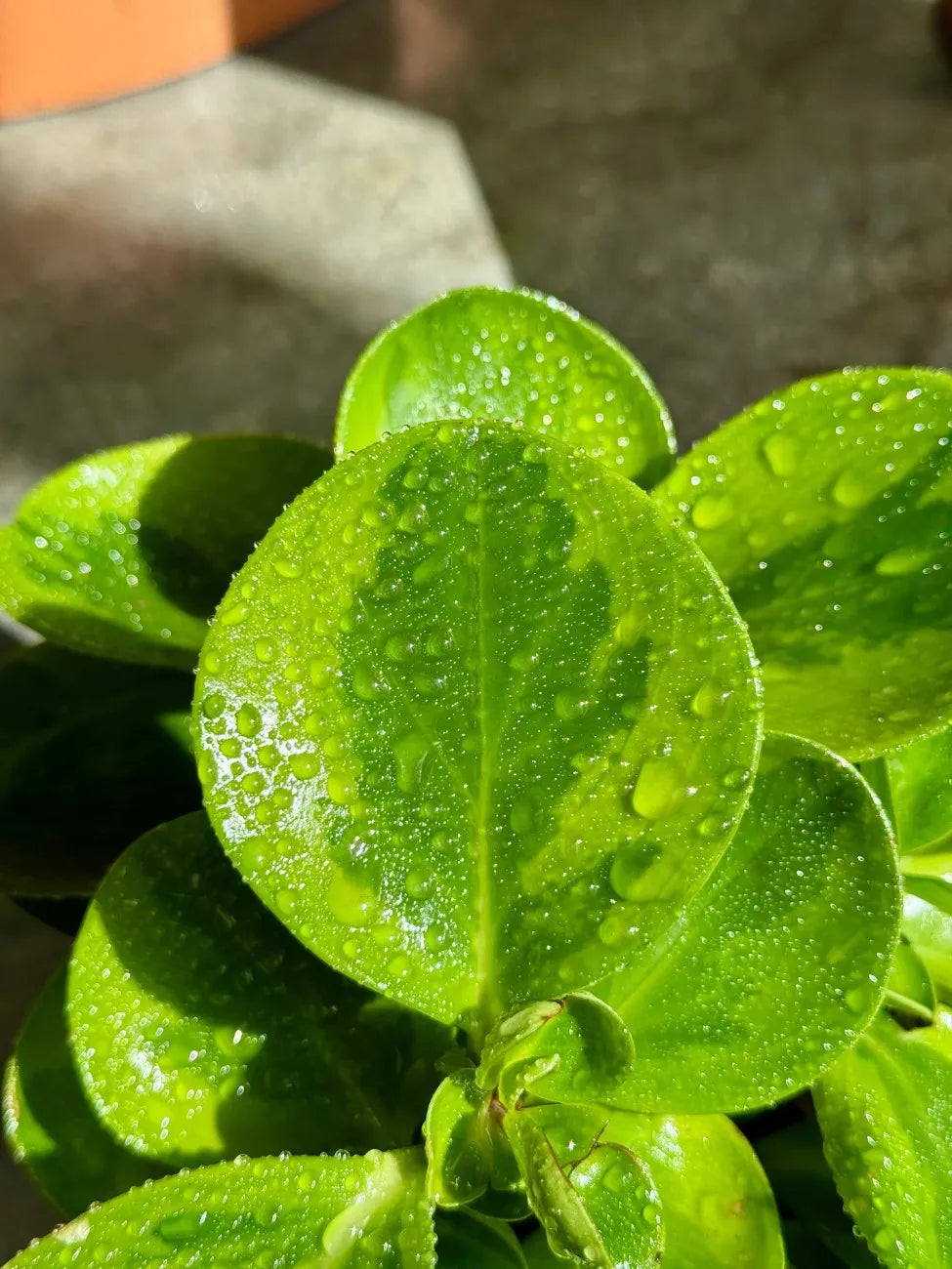 Pet-friendly Peperomia Obtusifolia, low-maintenance plant ideal for desktops and small corners in the UAE.