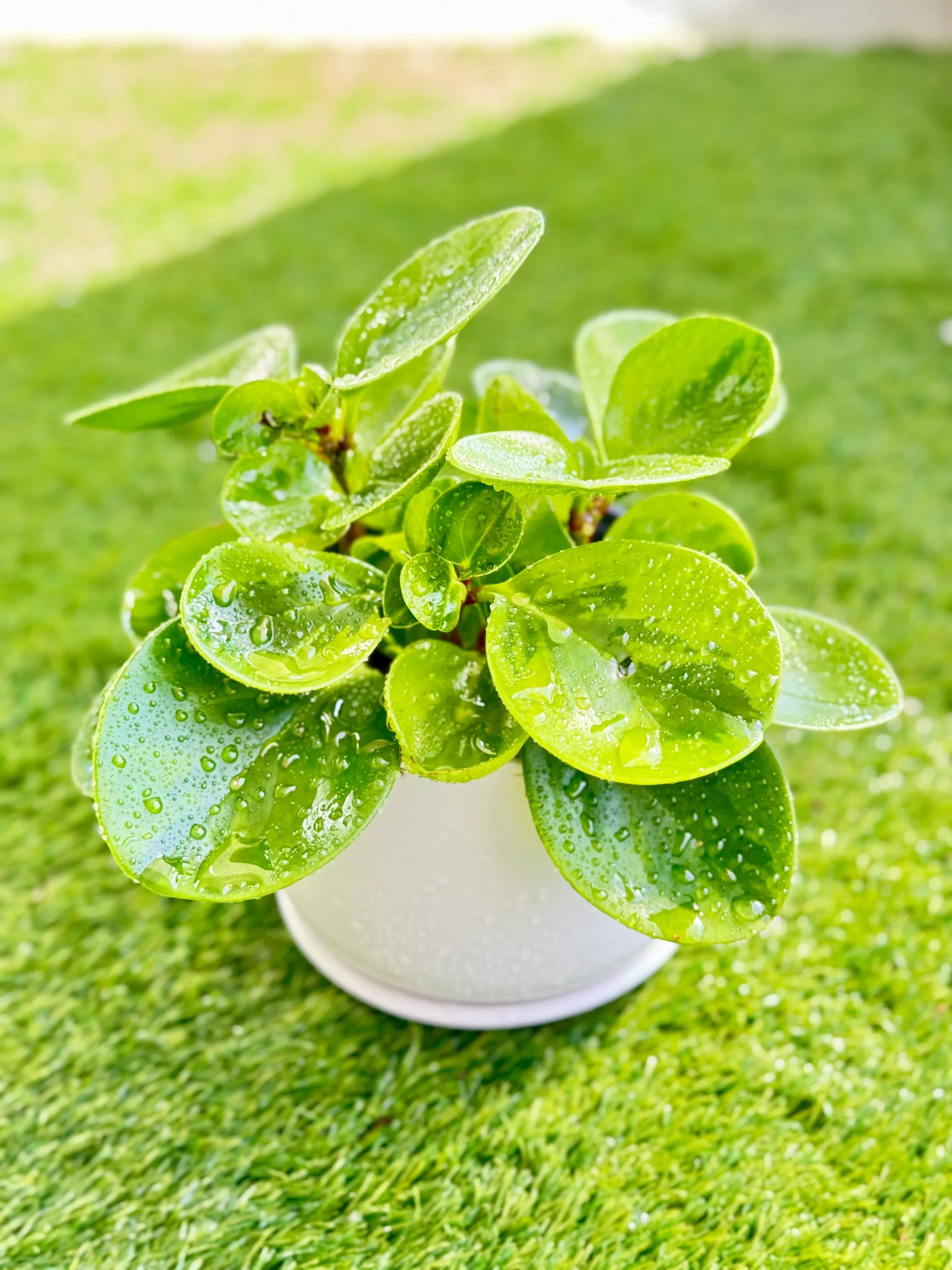 Peperomia Obtusifolia (Baby Rubber Plant) in a white pot, glossy green indoor plant for modern spaces in Dubai.