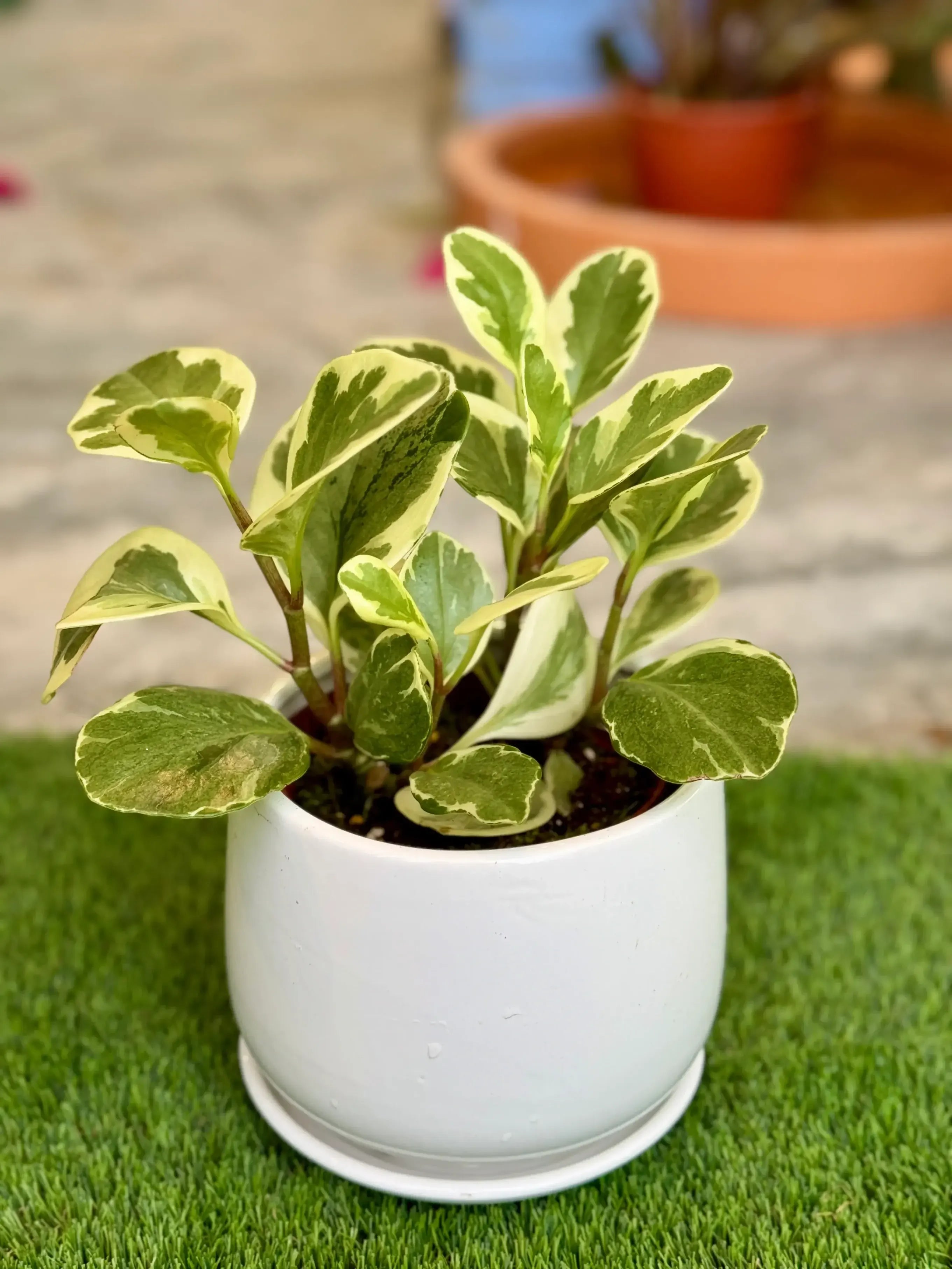 Peperomia plant in a minimalist white ceramic pot, safe and pet-friendly indoor plant in Dubai.
