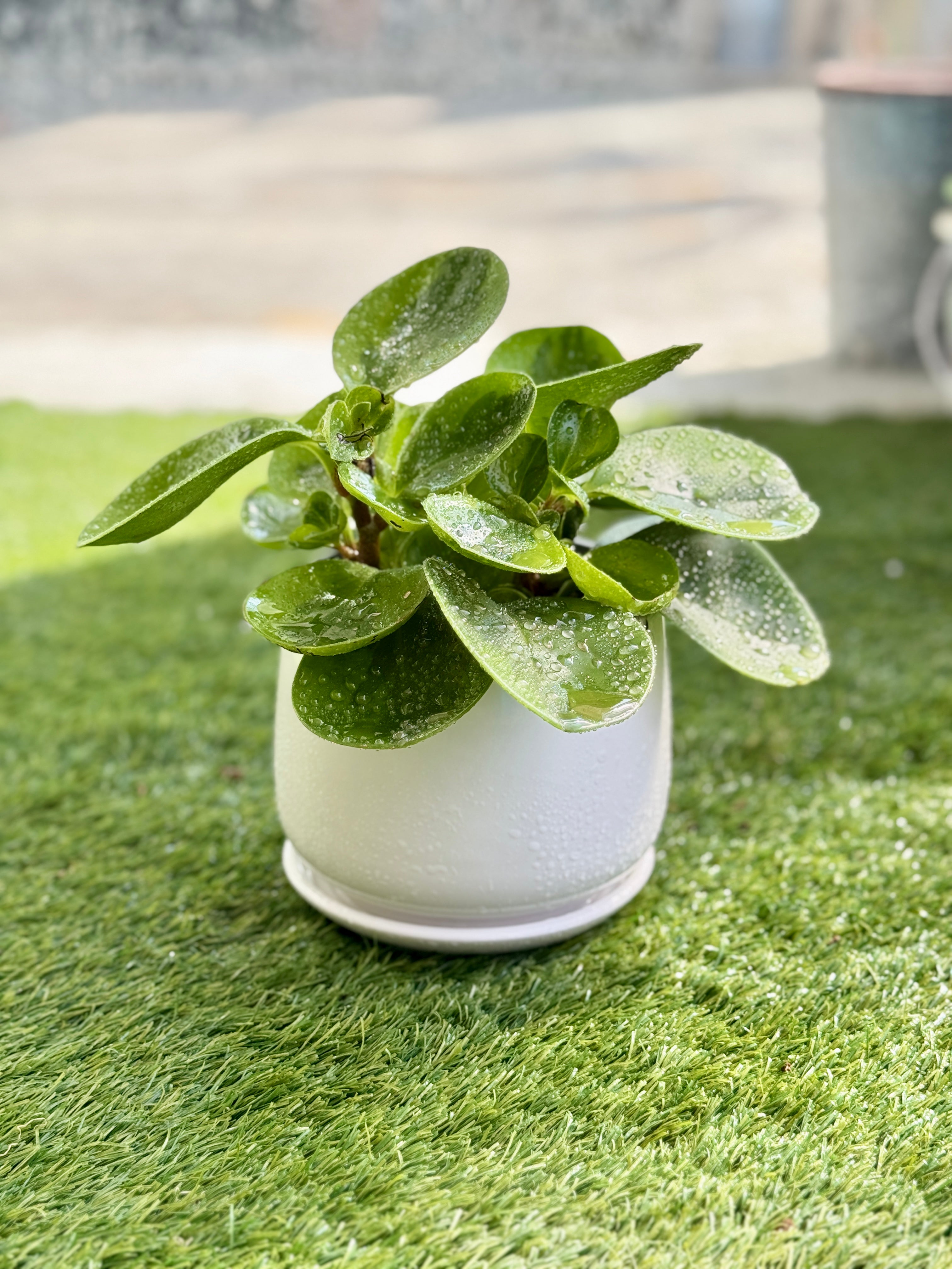Peperomia Obtusifolia in White Pot – Glossy Green Indoor Plant for Modern Spaces