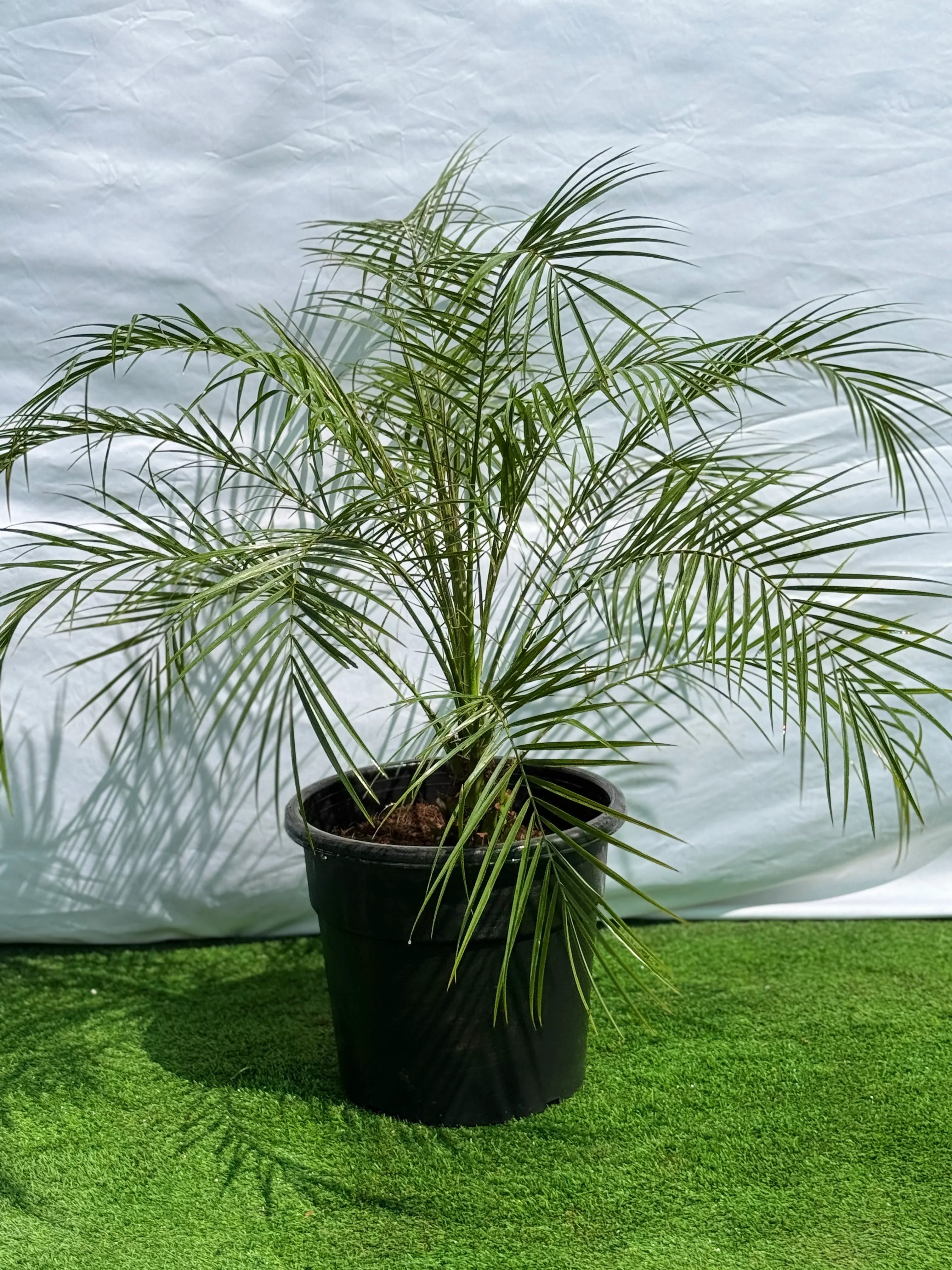 Phoenix Palm (Date Palm) in a nursery pot, structural tropical plant for outdoor gardens in Dubai.