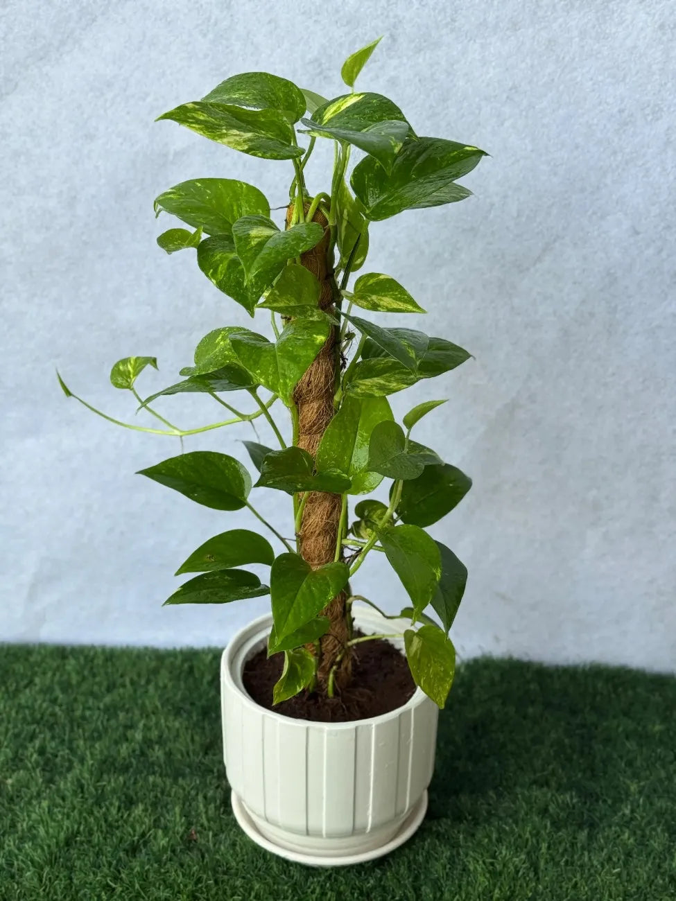 Fast-growing Money Plant climber on a moss stick, perfect low-maintenance vertical accent plant for the UAE.