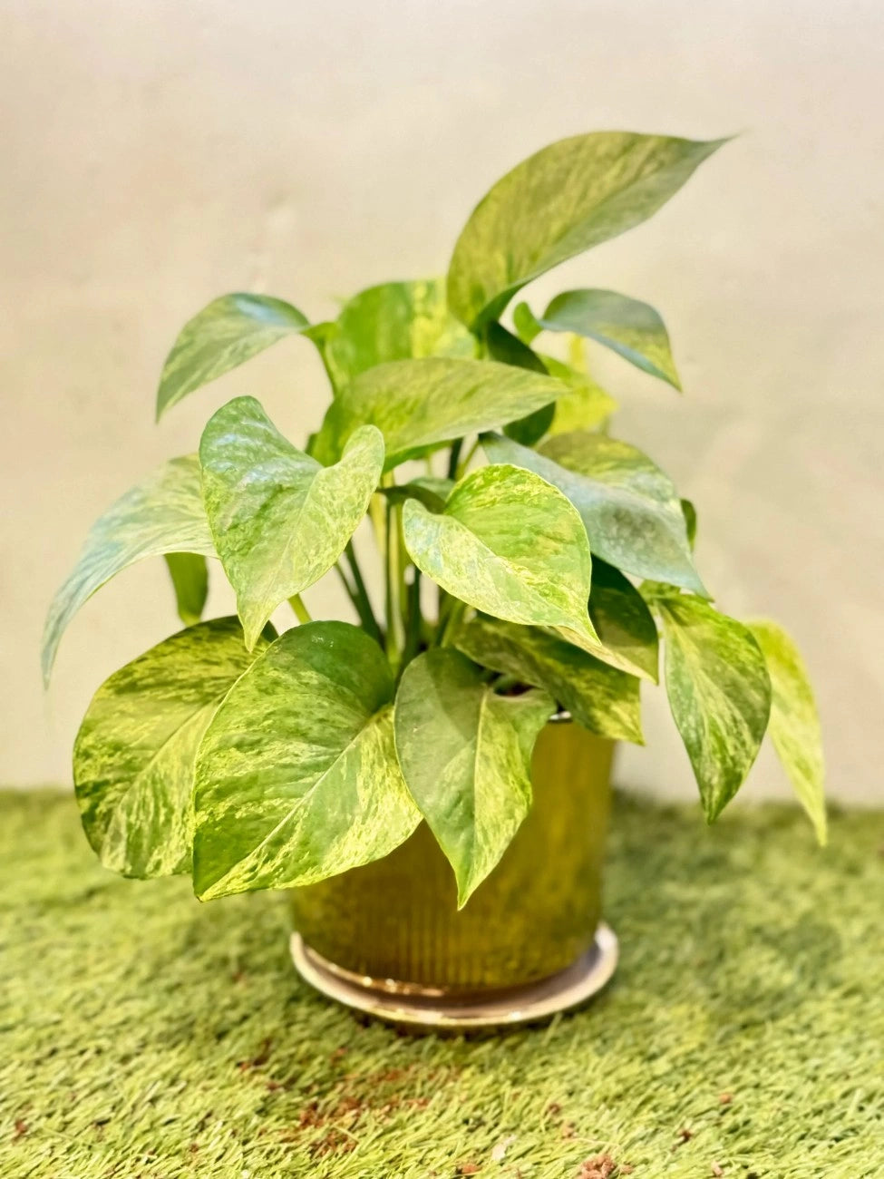 $\text{pothos-golden-pot-air-purifier-dubai.webp}$Golden Pothos (Money Plant) in a stylish golden pot, air-purifying trailing plant for home and office in Dubai.