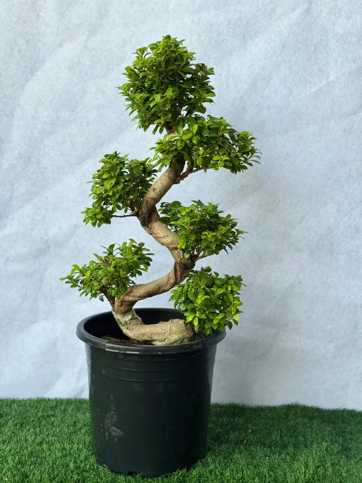 S-Shape Bonsai Tree, artistic indoor plant for elegant home and office decor in Dubai.