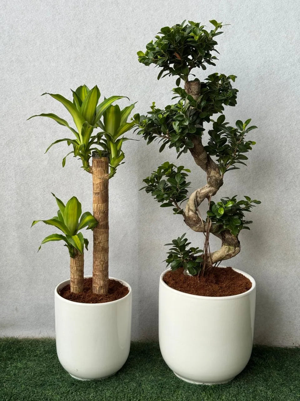 S-Shape Bonsai & Dracaena Massangeana - White Ceramic Pots