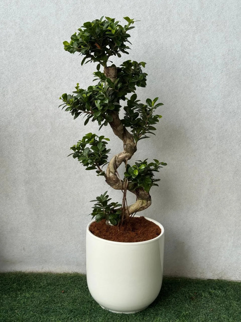 S-Shape Bonsai - Ceramic Pot