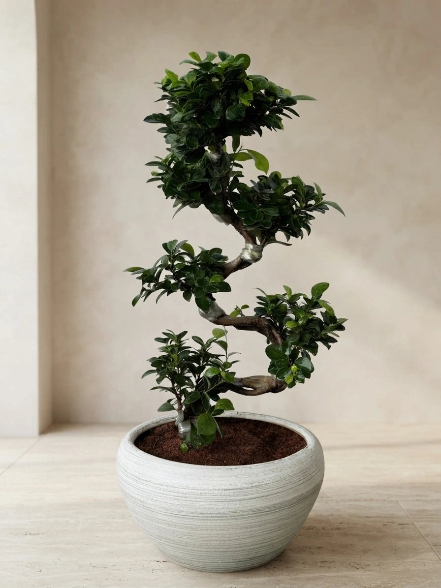 S-Shape Ficus Bonsai - Decorative Pot