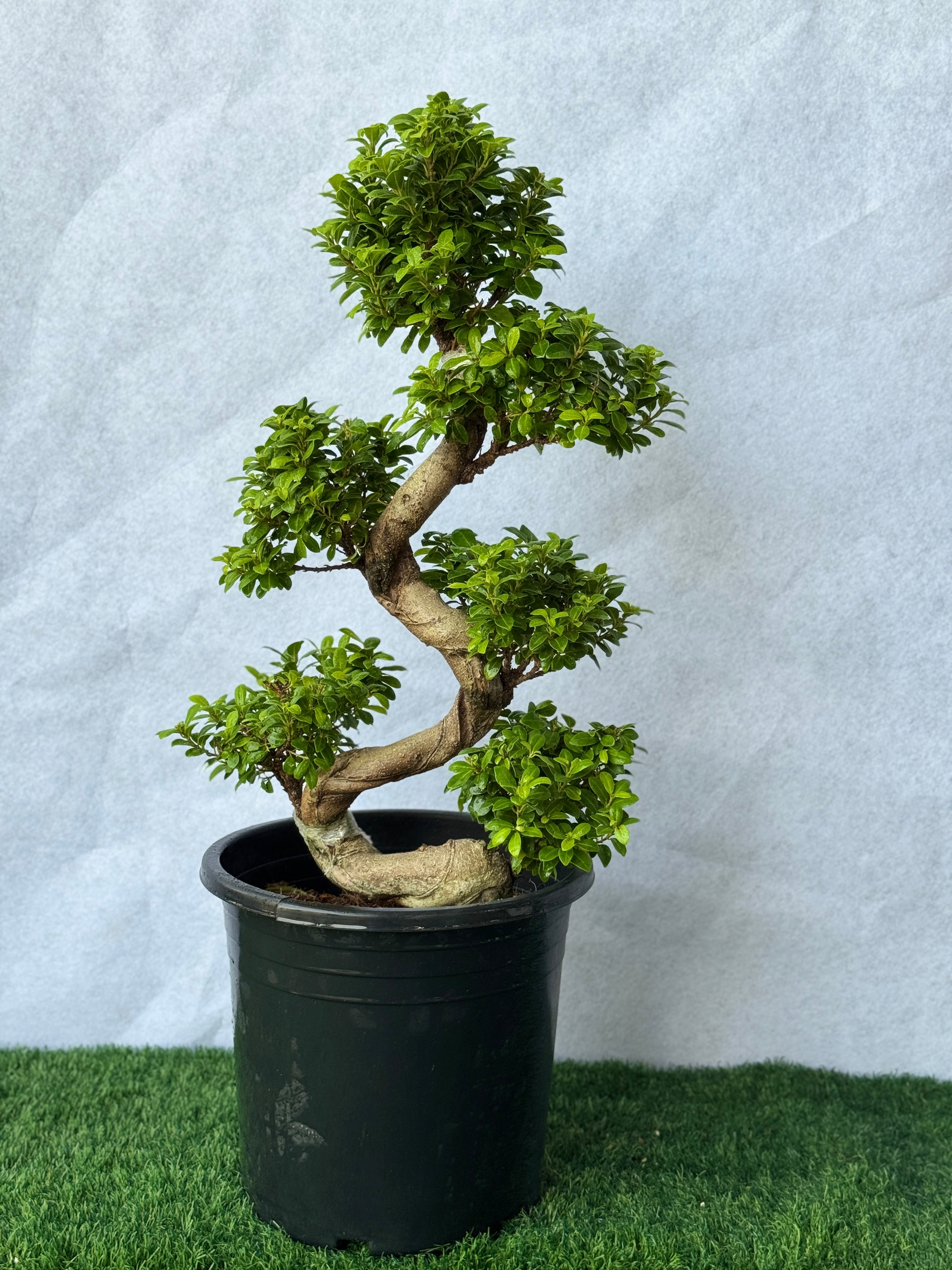 S-Shape Bonsai-Nursery Pot