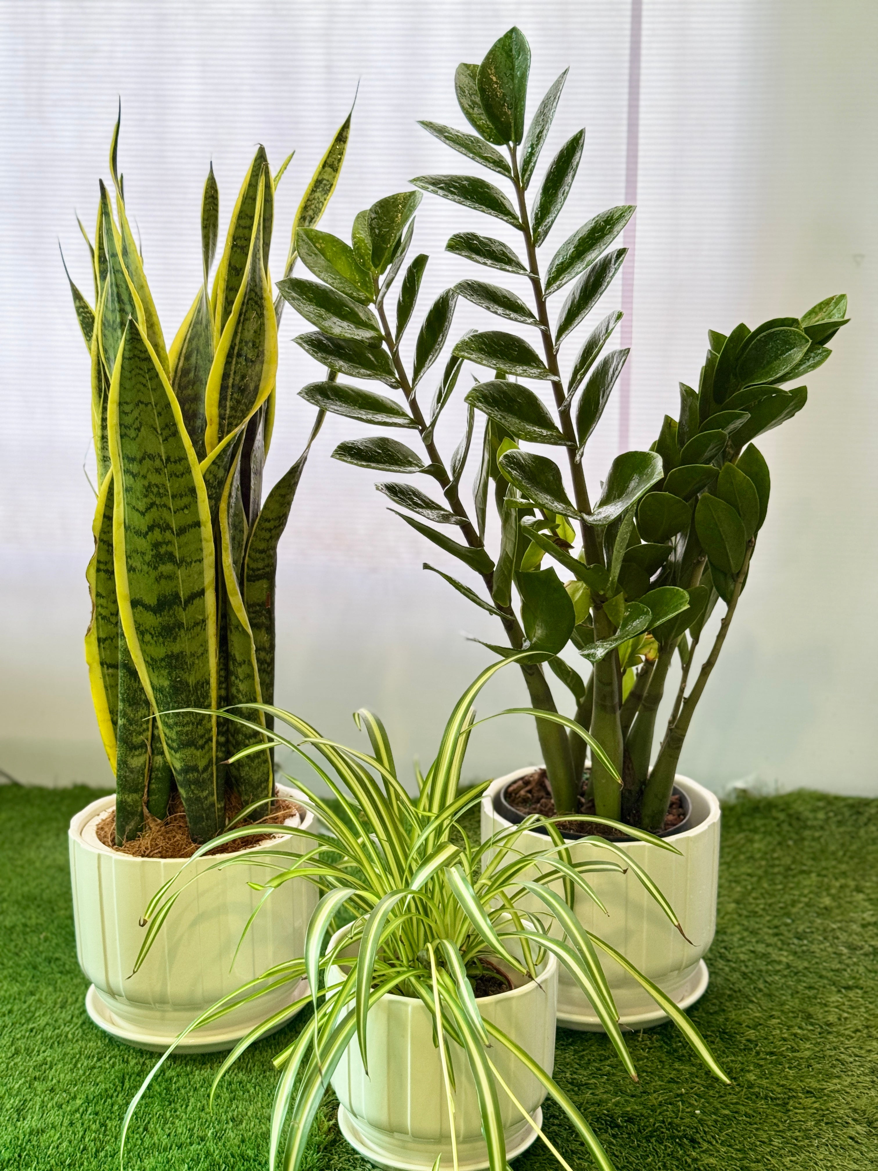 Air Purifying Bundle of 3 - Snake Plant, ZZ plant, Spider Plant