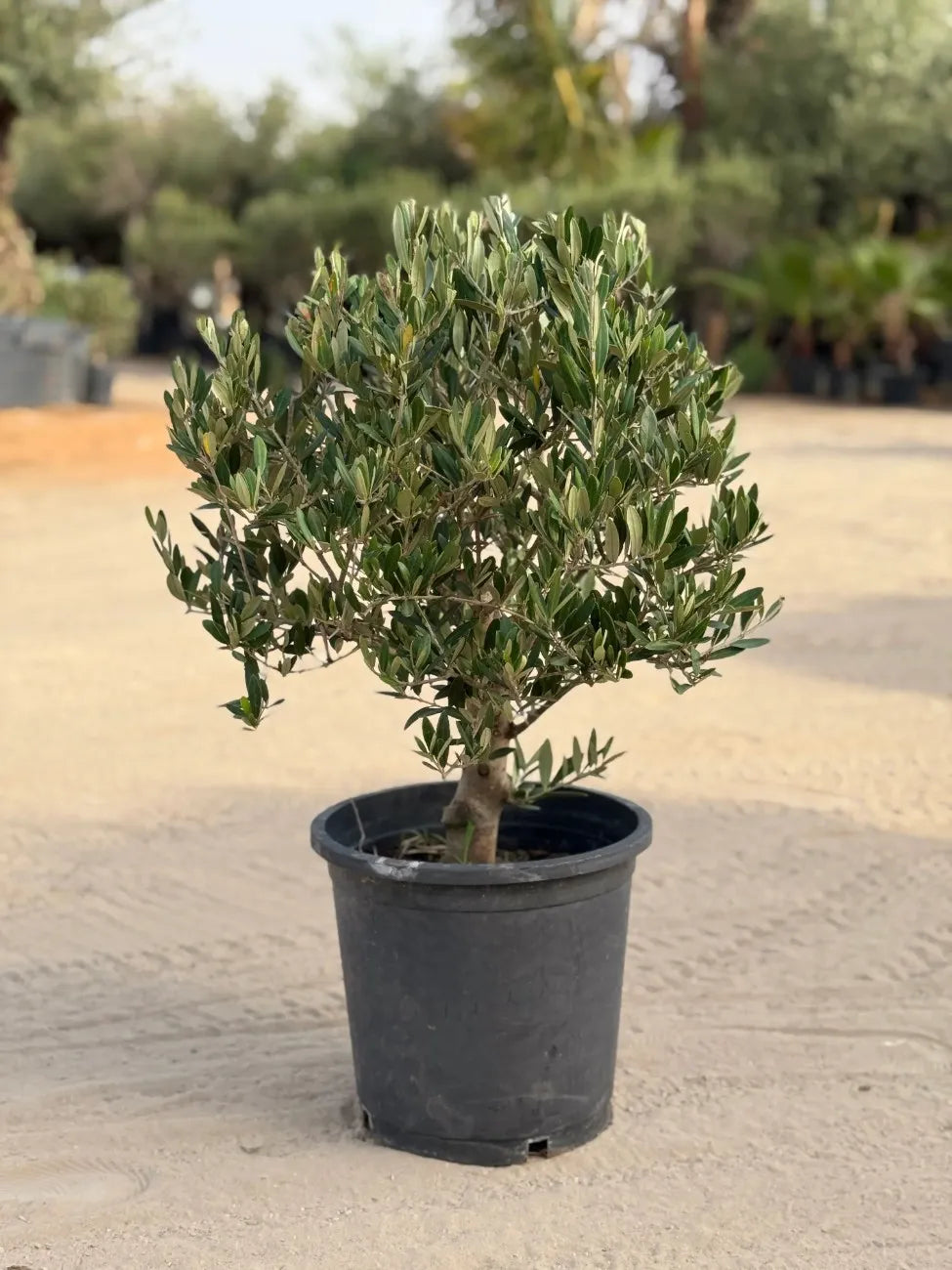 Small Olive Tree Head, effortless drought tolerant greenery for patios and sunny corners in Dubai.