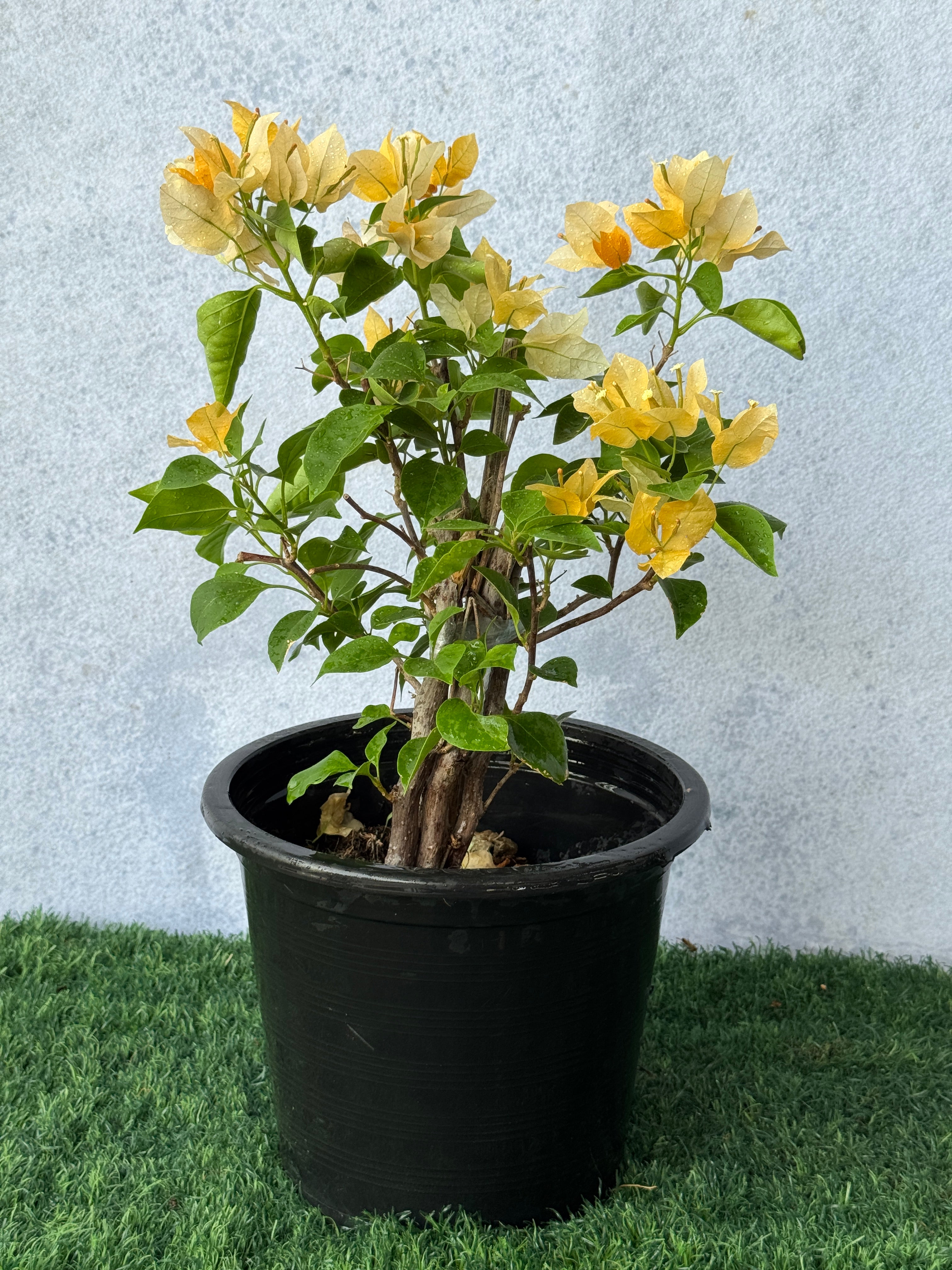 Bougainvillea - Yellow