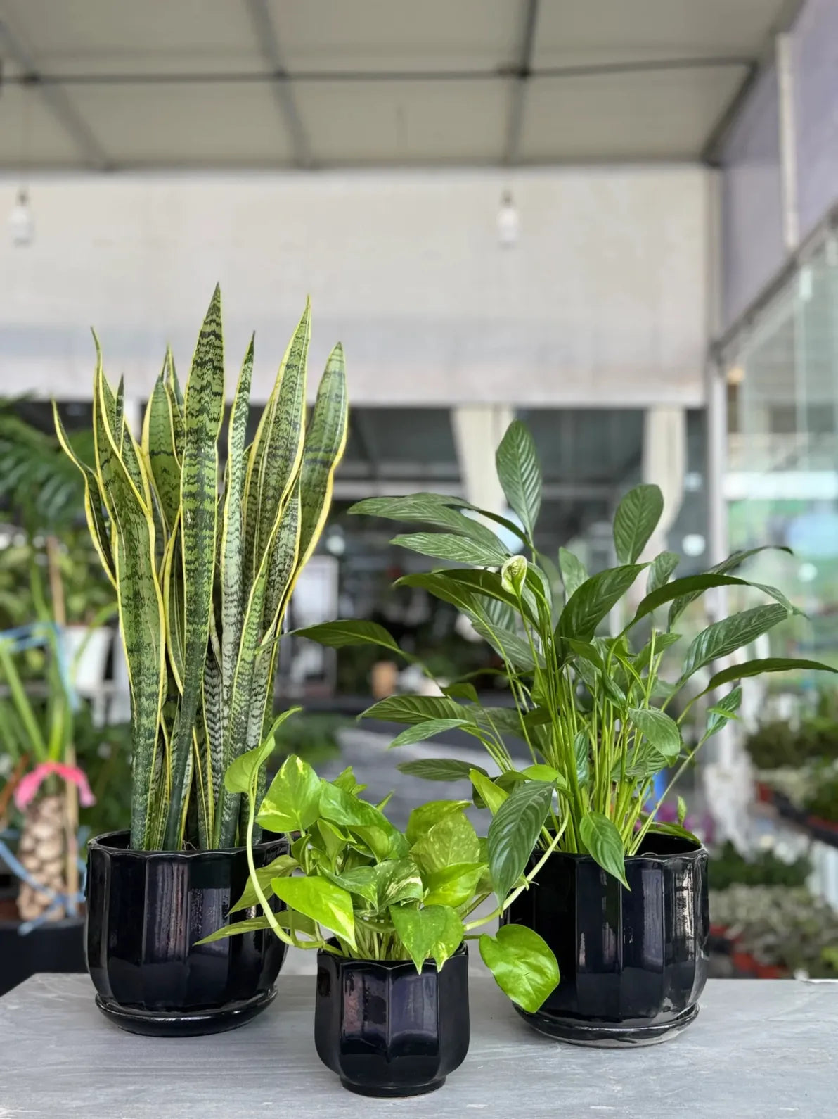 Air Purifying Trio Bundle: Snake Plant, Peace Lily & Pothos, low-maintenance set for homes in Dubai.