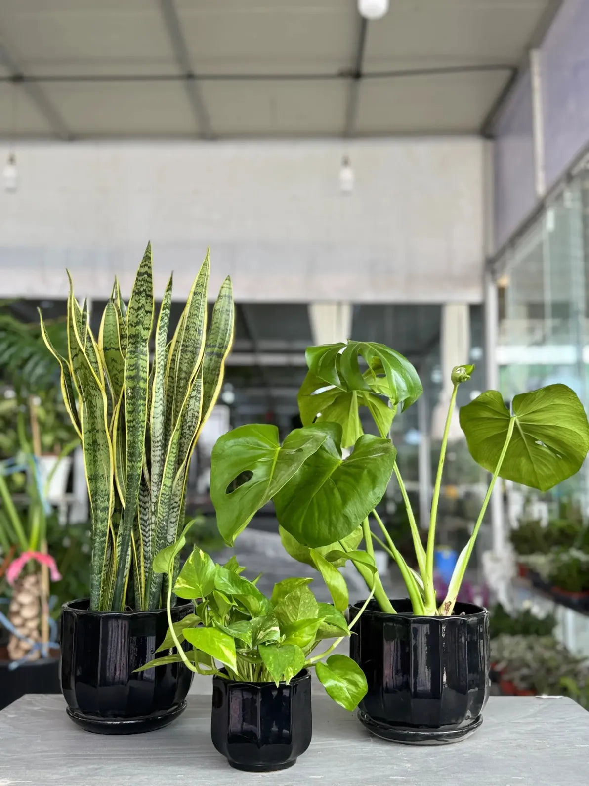 Indoor Plant Bundle: Snake Plant, Monstera, and Pothos, air-purifying tropical trio for home in Dubai.