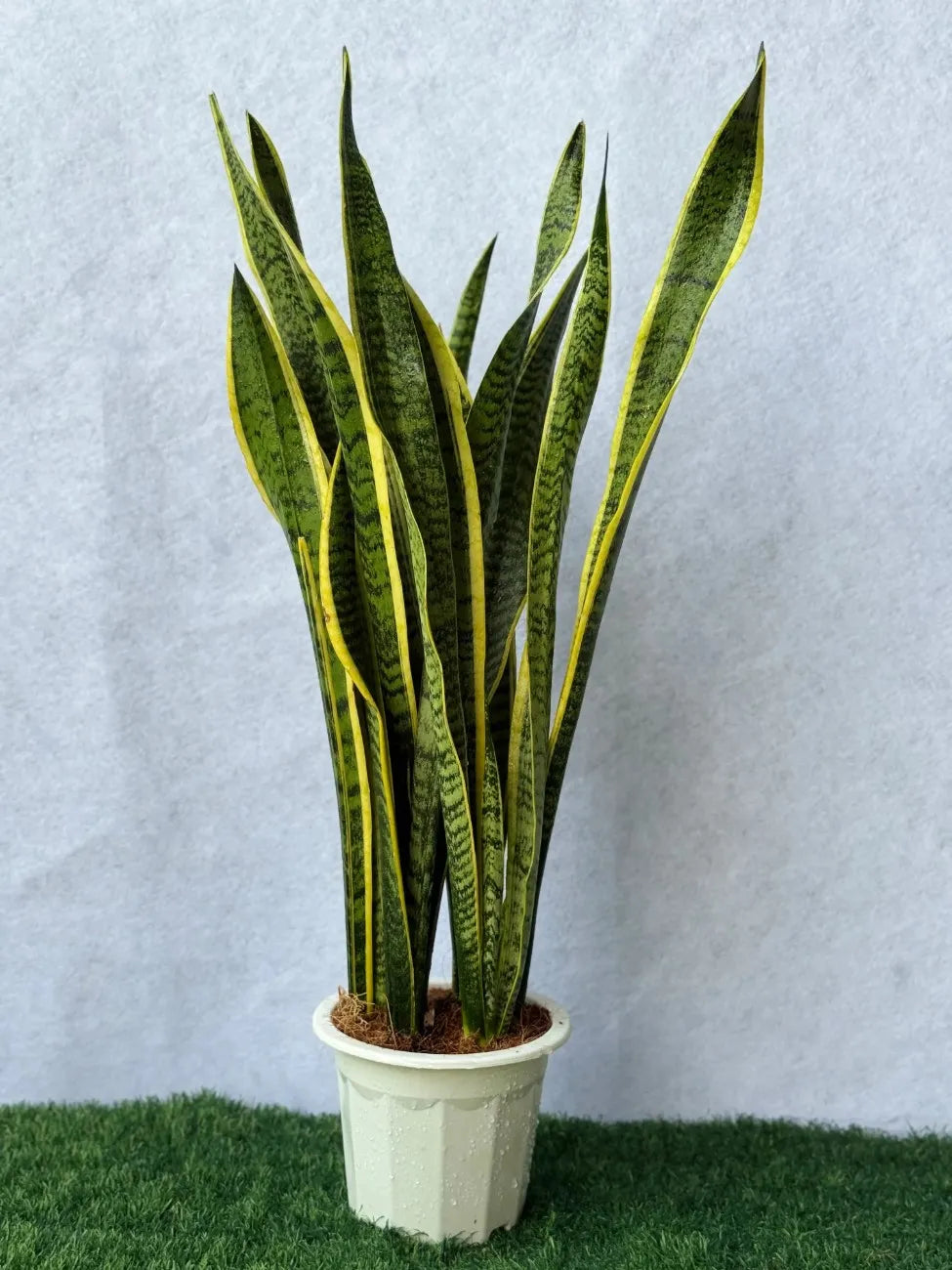 Elegant Snake Plant (Sansevieria), low-maintenance air purifying indoor plant for modern interiors in Dubai.
