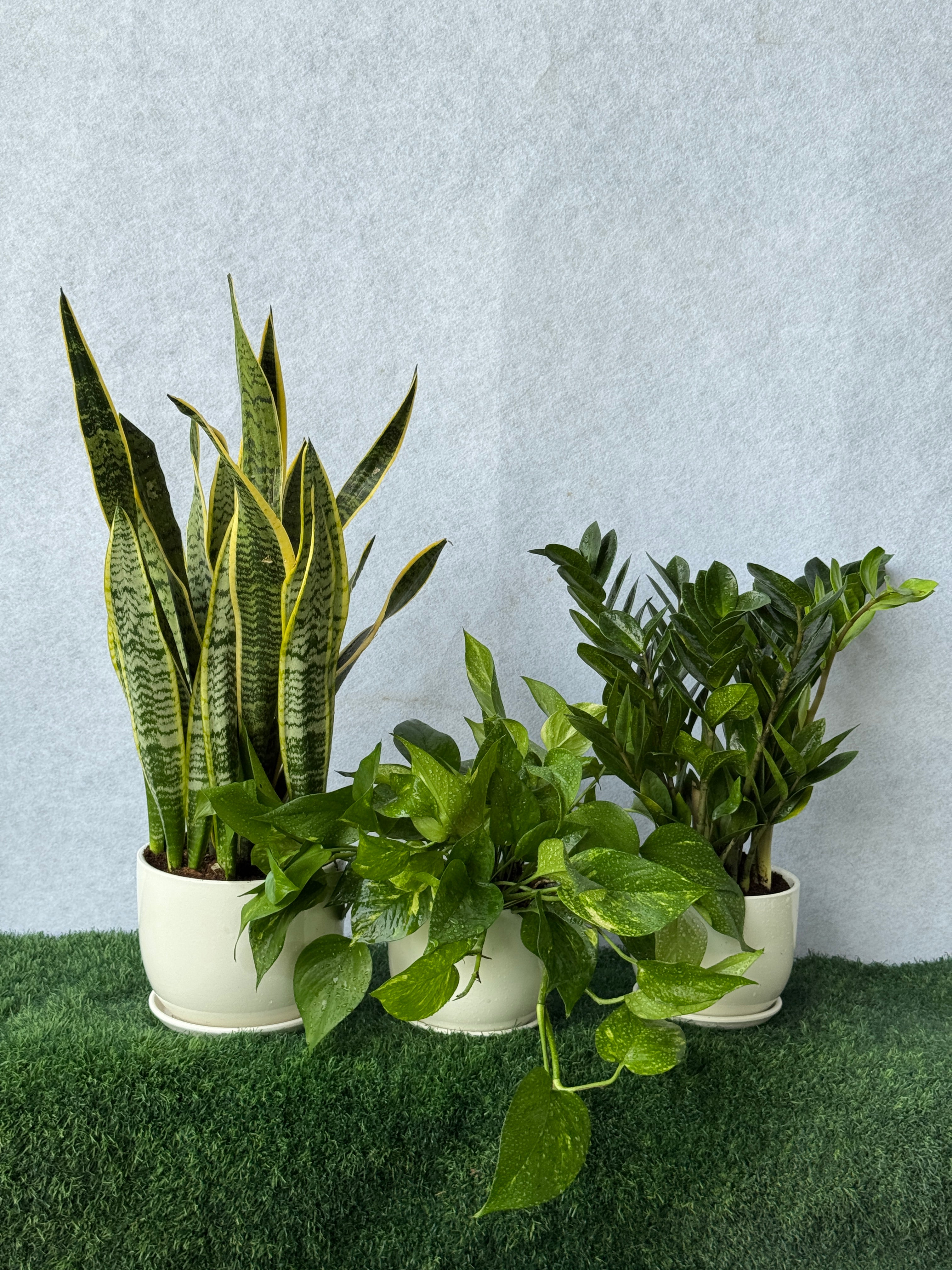 Air Purifying Bundle - Best Value