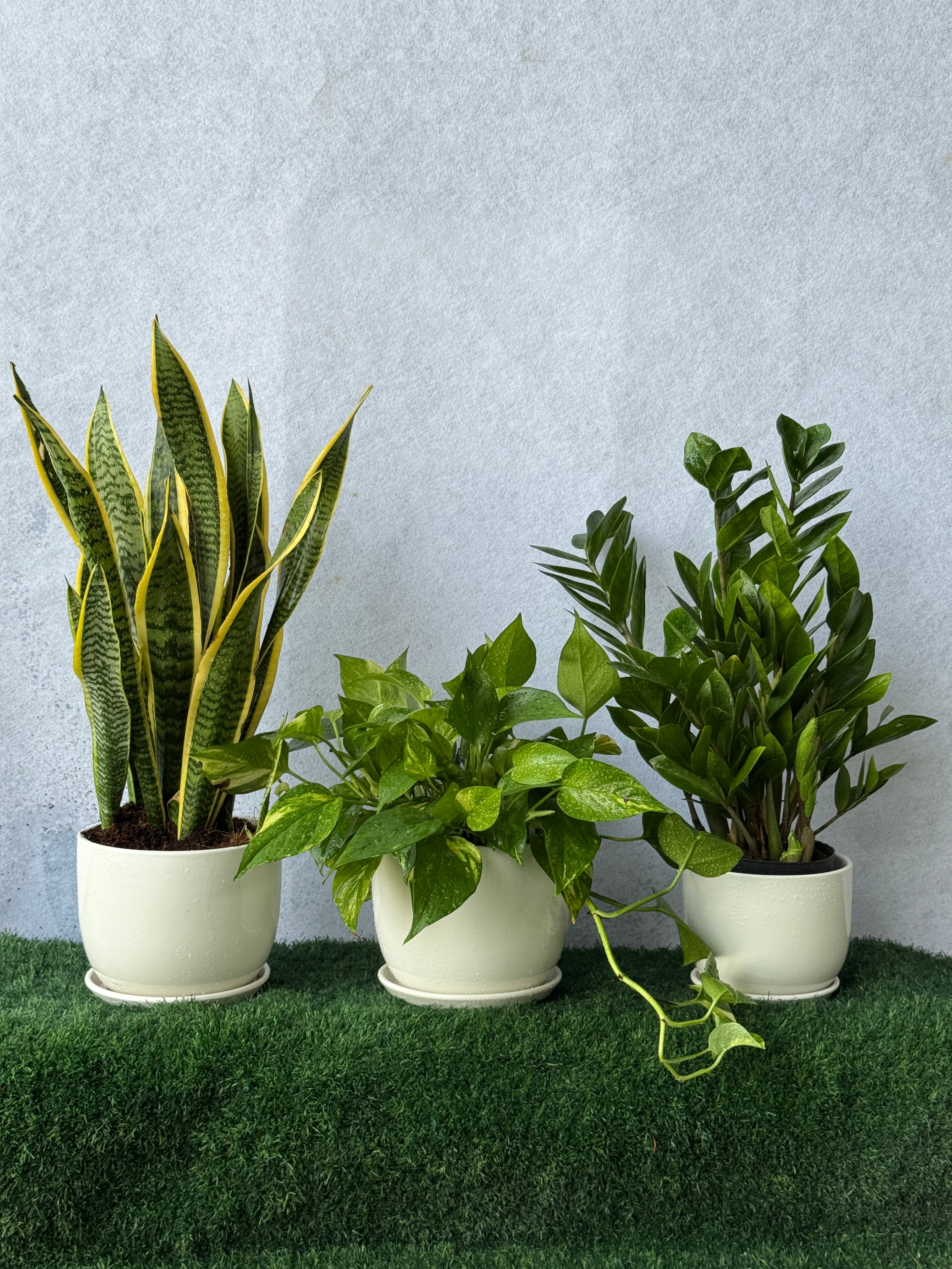 Air Purifying Bundle - Best Value