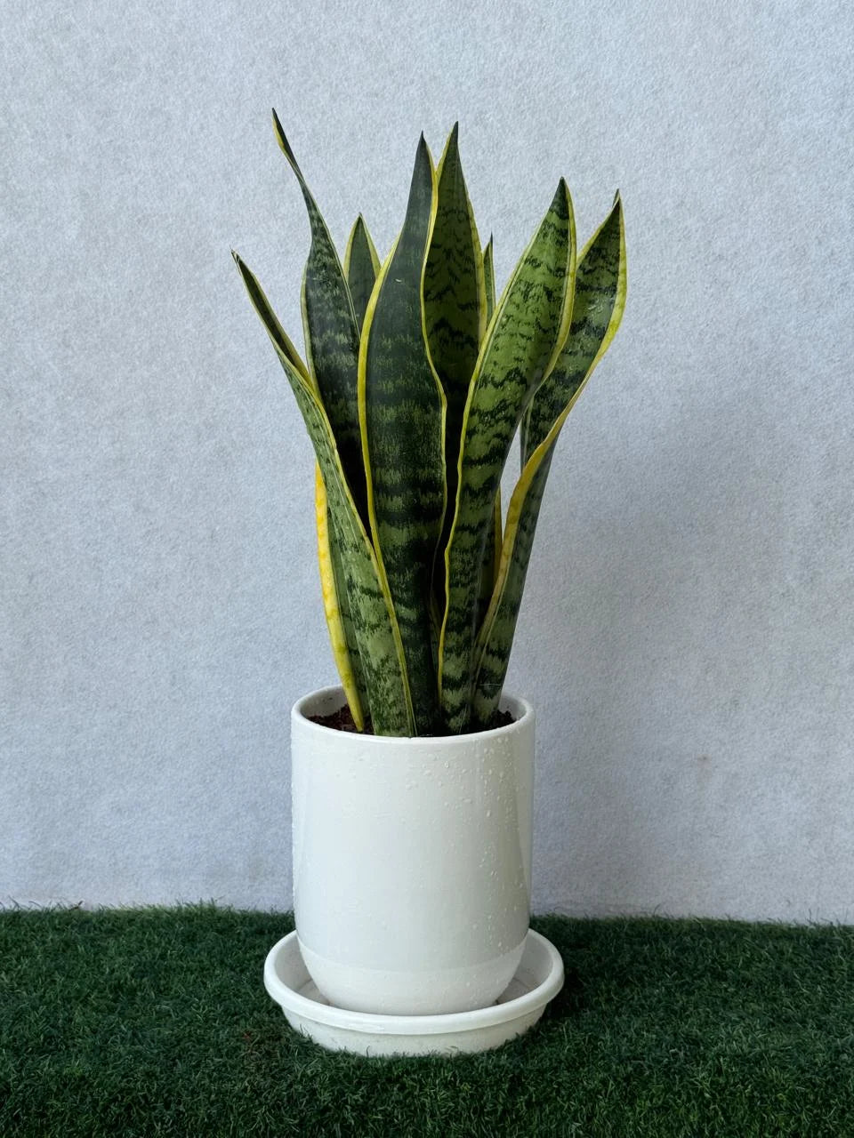 Snake Plant - Ceramic Pot
