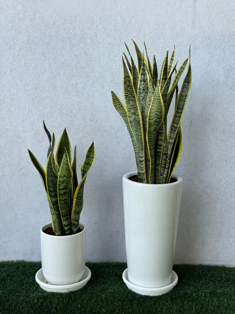 Snake Plant Bundle - Ceramic Pots