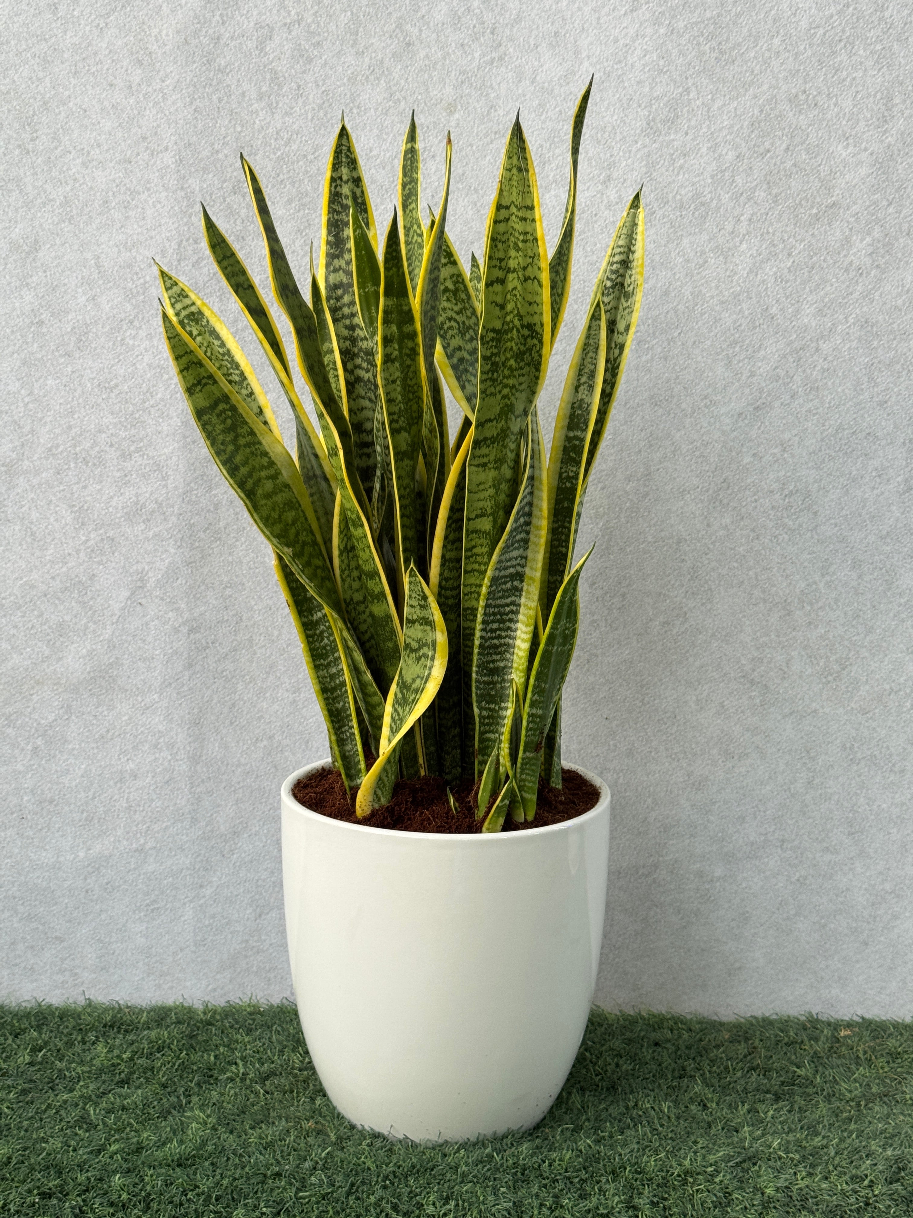 Snake Plant