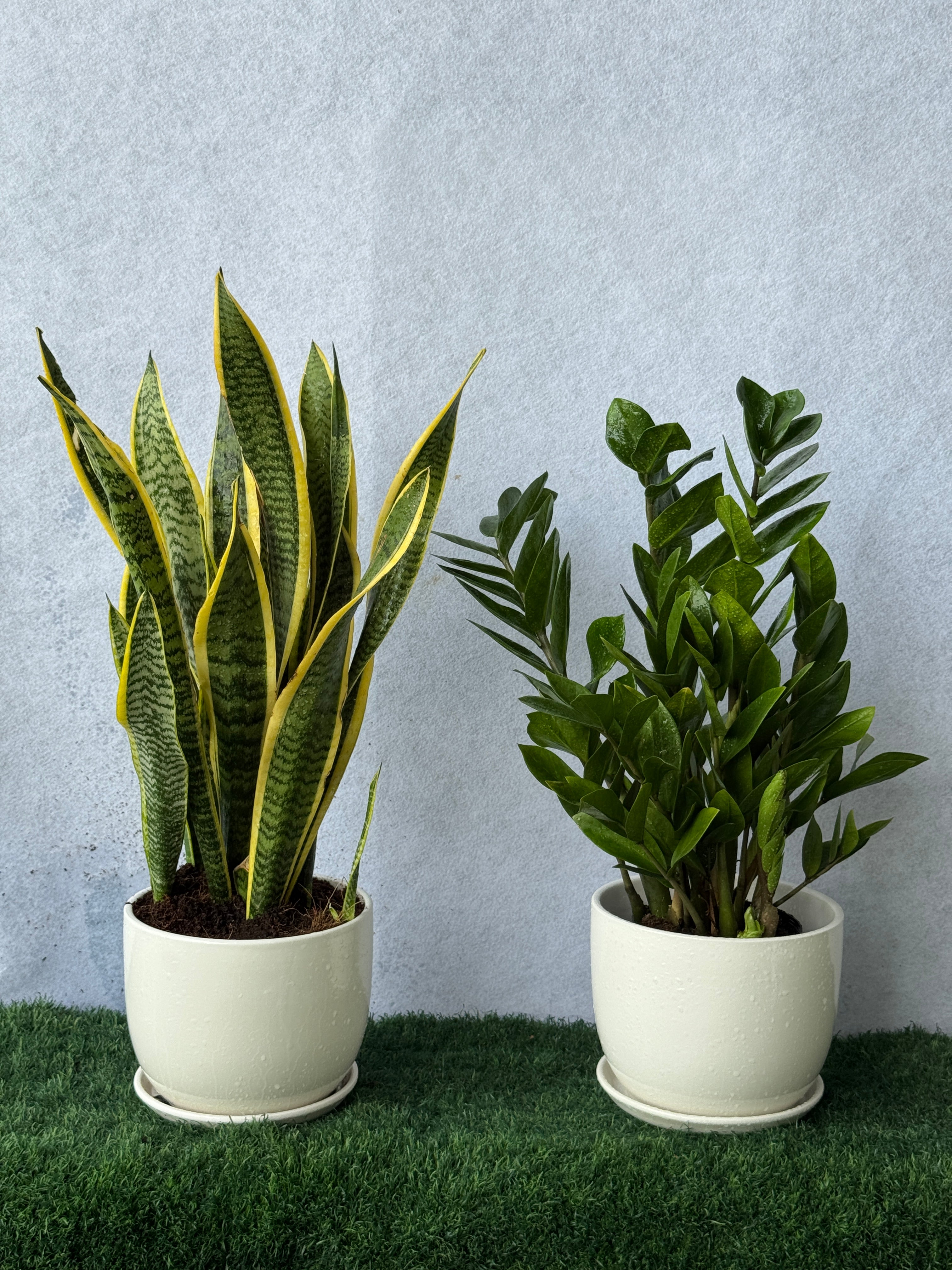 Low Maintenance Duo - Snake Plant & ZZ Plant Bundle