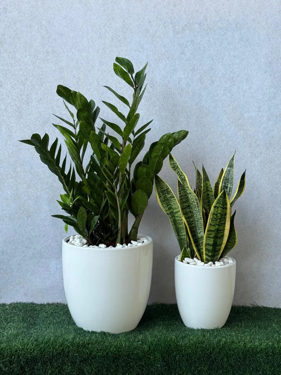 Snake Plant & ZZ Plant Bundle