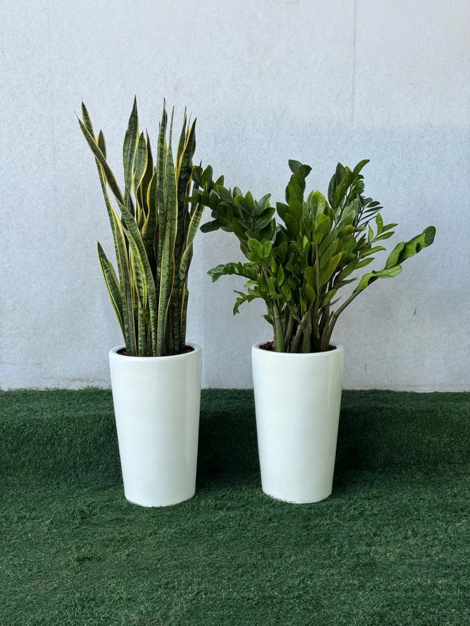 Snake Plant & ZZ Plant Bundle - Tall White Pots