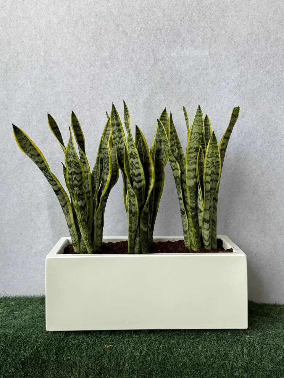 Snake Plant - Arrangement