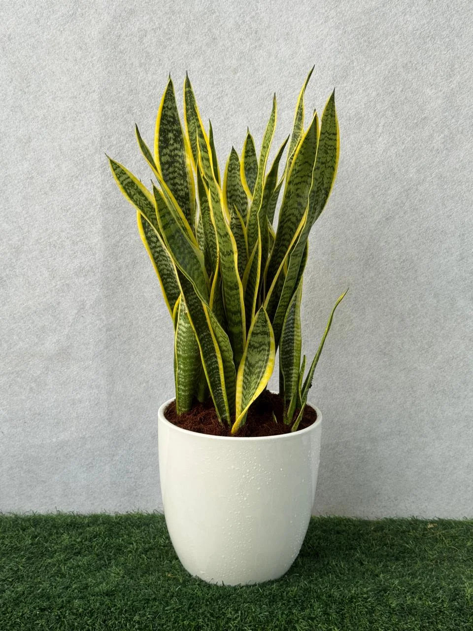 Snake Plant - Short Ceramic Pot