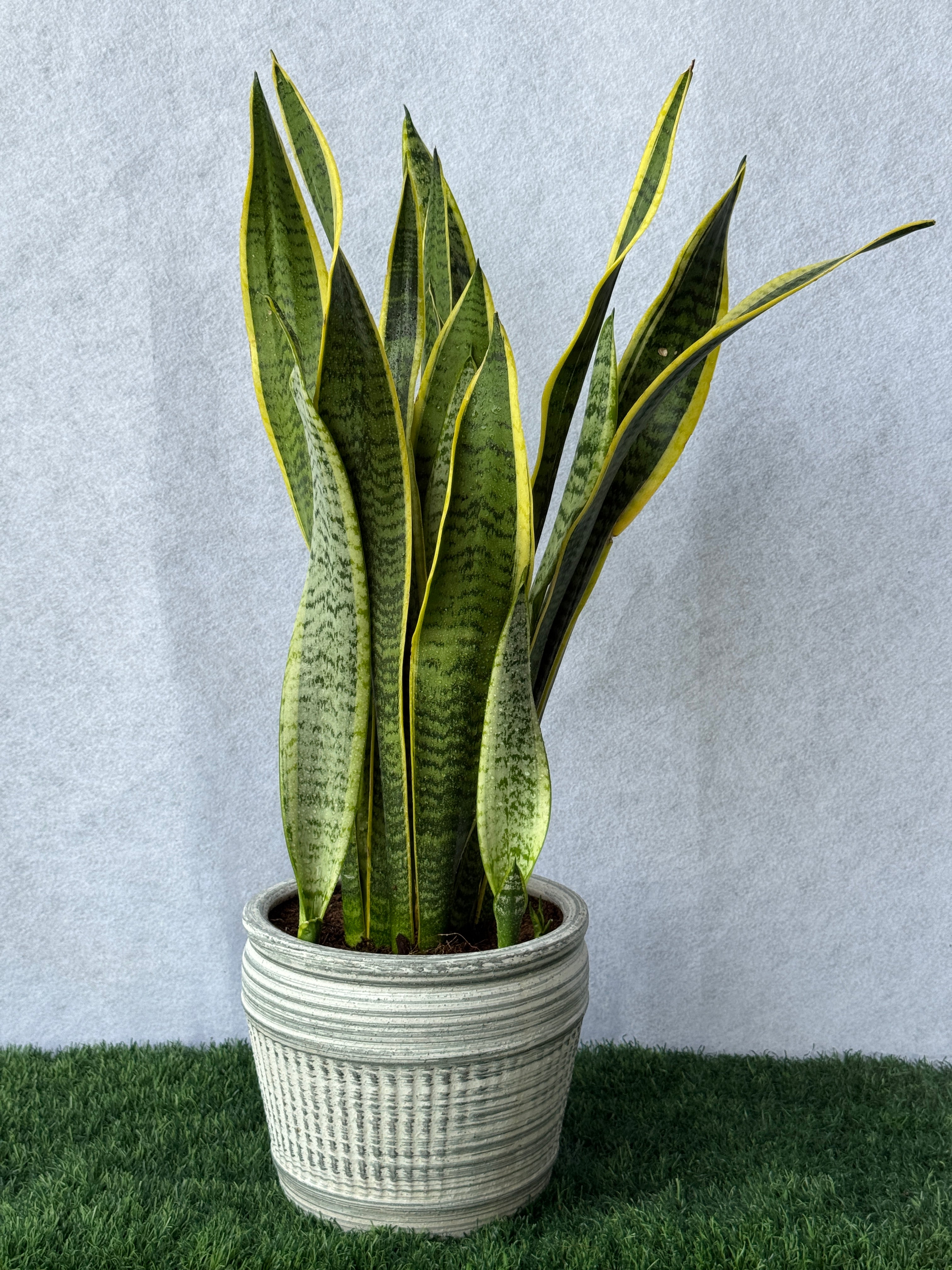 Snake Plant - Ceramic Pot