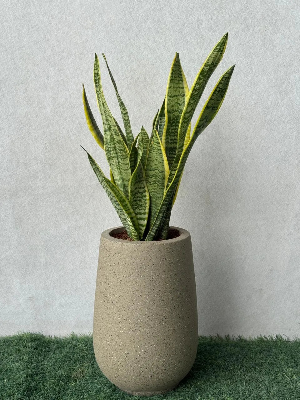 Snake Plant Small - Fiber Pot