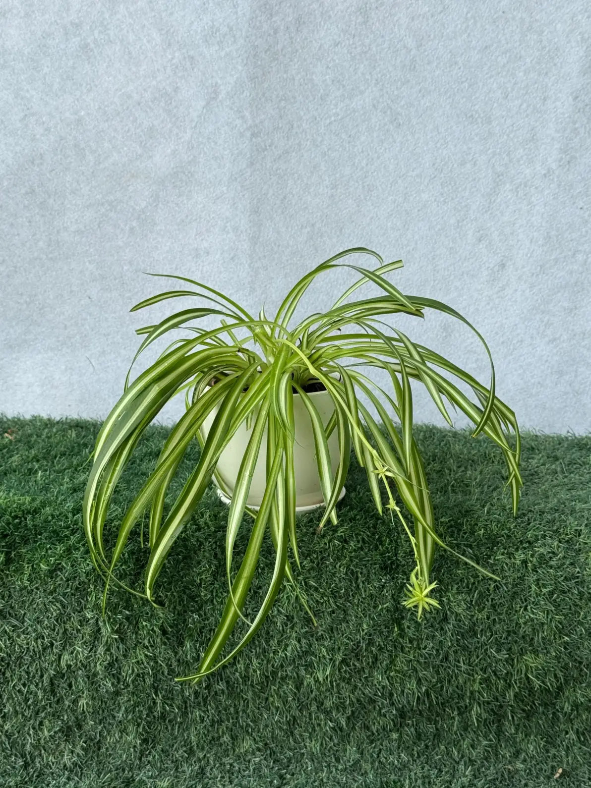 Close-up of the Spider Plant, best air-purifying indoor plant for beginners and pet owners in the UAE.