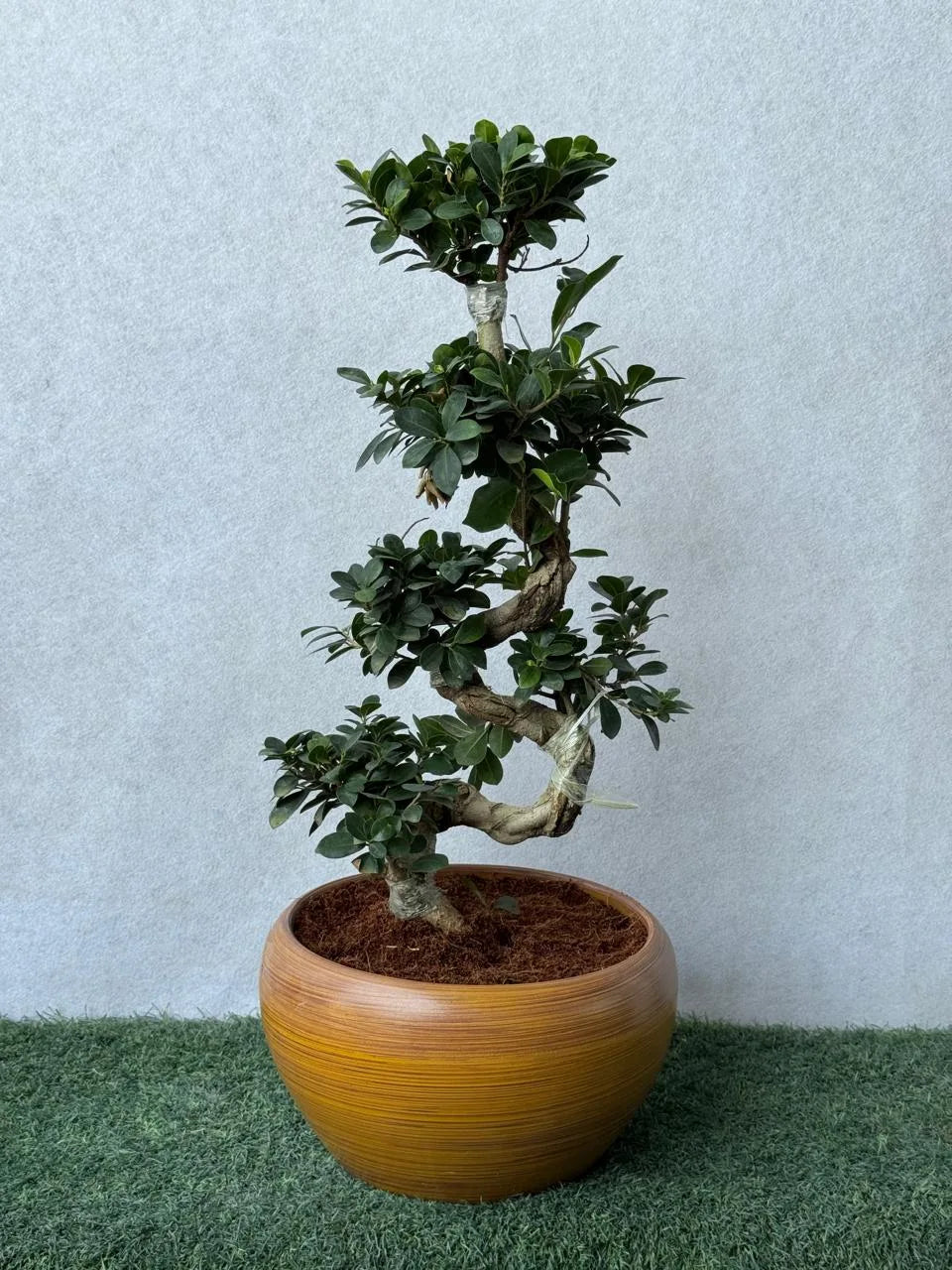 S-Shape Ficus Bonsai - Decorative Pot