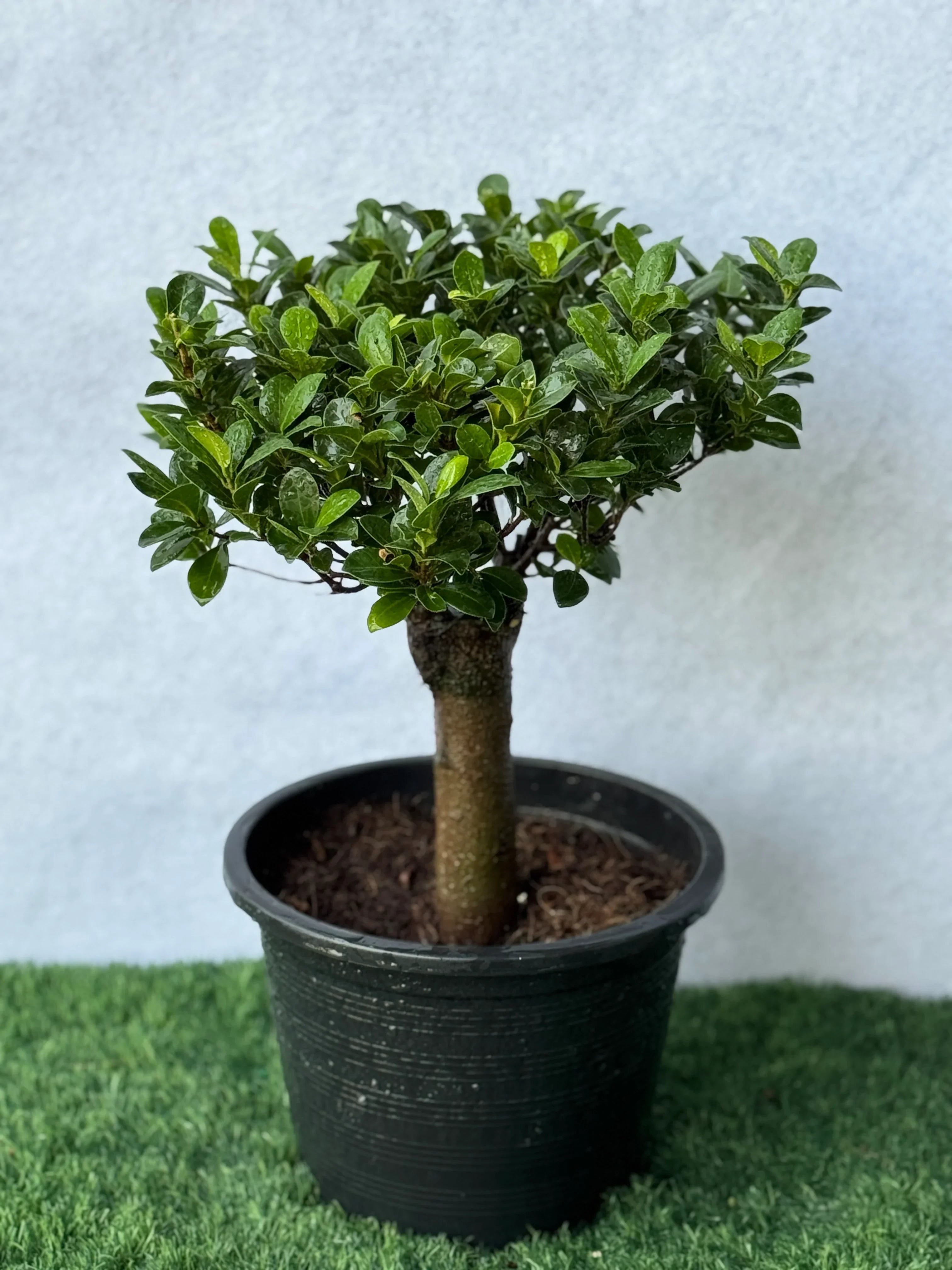 Straight Trunk Bonsai
