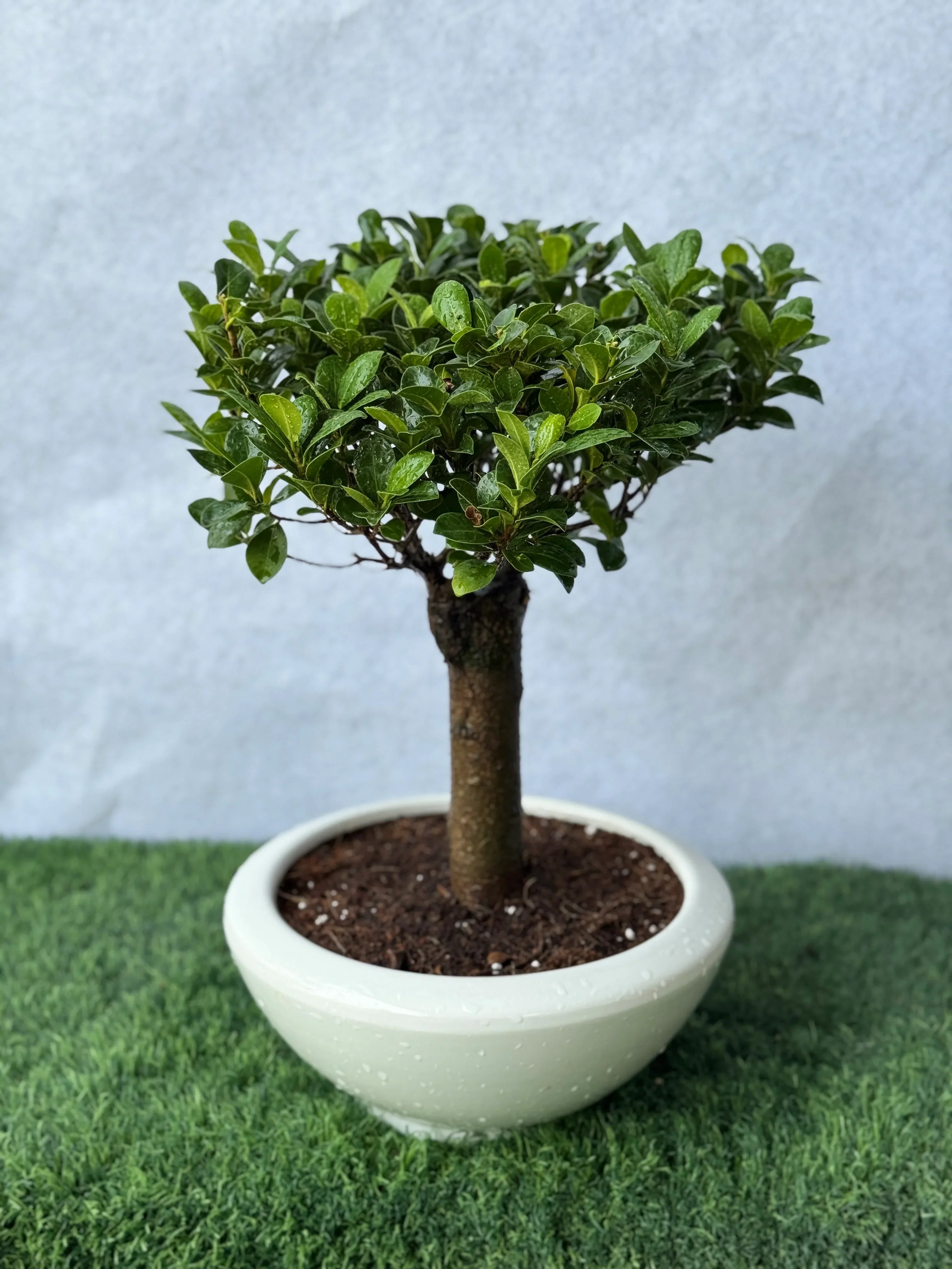 Straight Trunk Bonsai